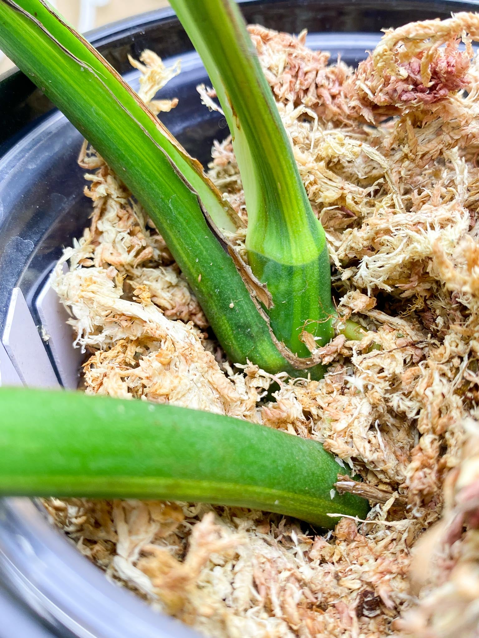 Monstera Aurea Tricolor Variegated 3 leaves  3 Nodes  Top Cutting Slightly Rooted