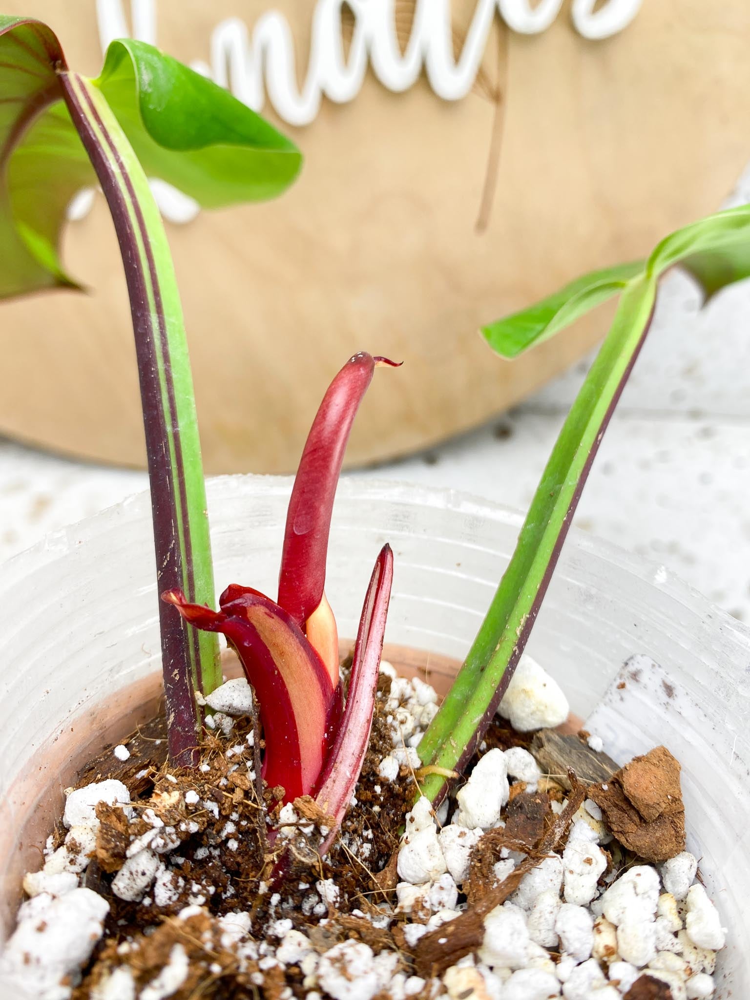 Philodendron Red Moon Variegated  2 Leaves  1 Unfurling Leaf 1 Sprout used to be half moon