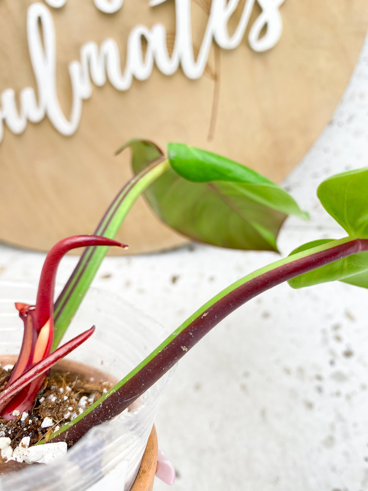 Philodendron Red Moon Variegated  2 Leaves  1 Unfurling Leaf 1 Sprout used to be half moon