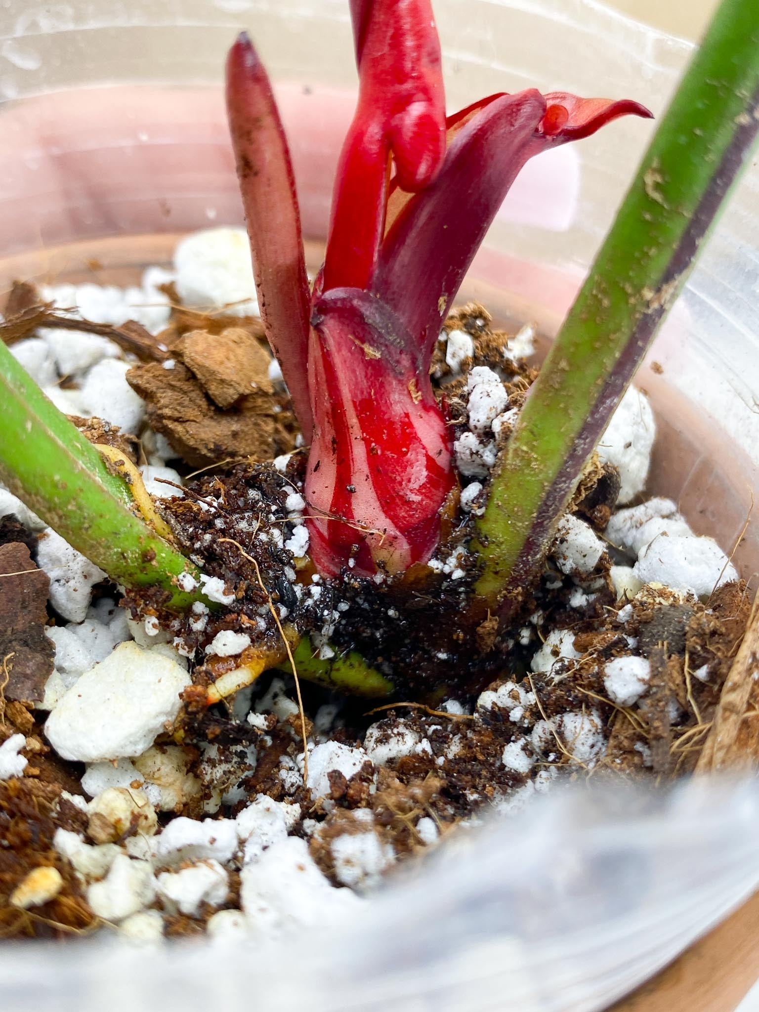 Philodendron Red Moon Variegated  2 Leaves  1 Unfurling Leaf 1 Sprout used to be half moon