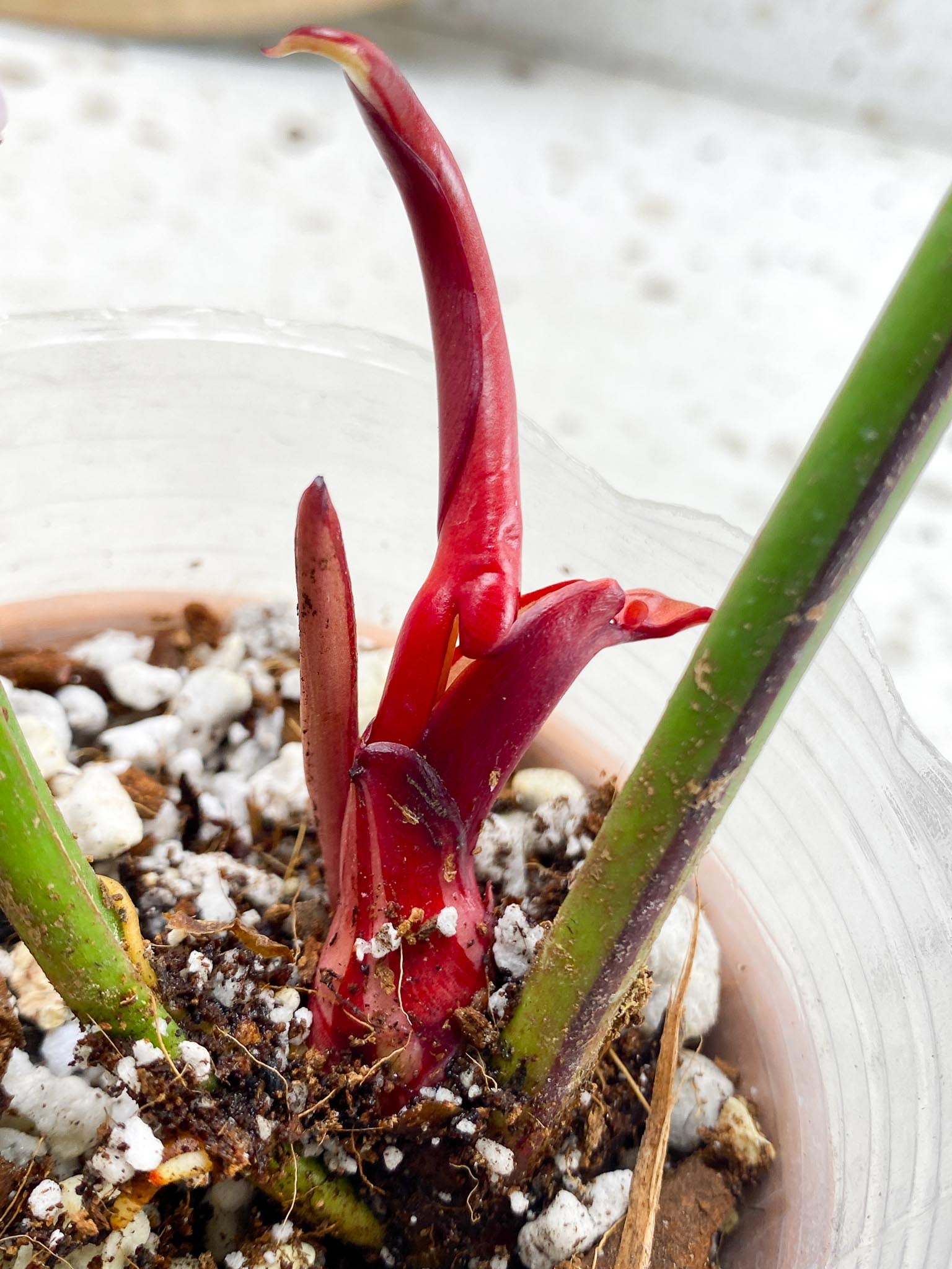 Philodendron Red Moon Variegated  2 Leaves  1 Unfurling Leaf 1 Sprout used to be half moon