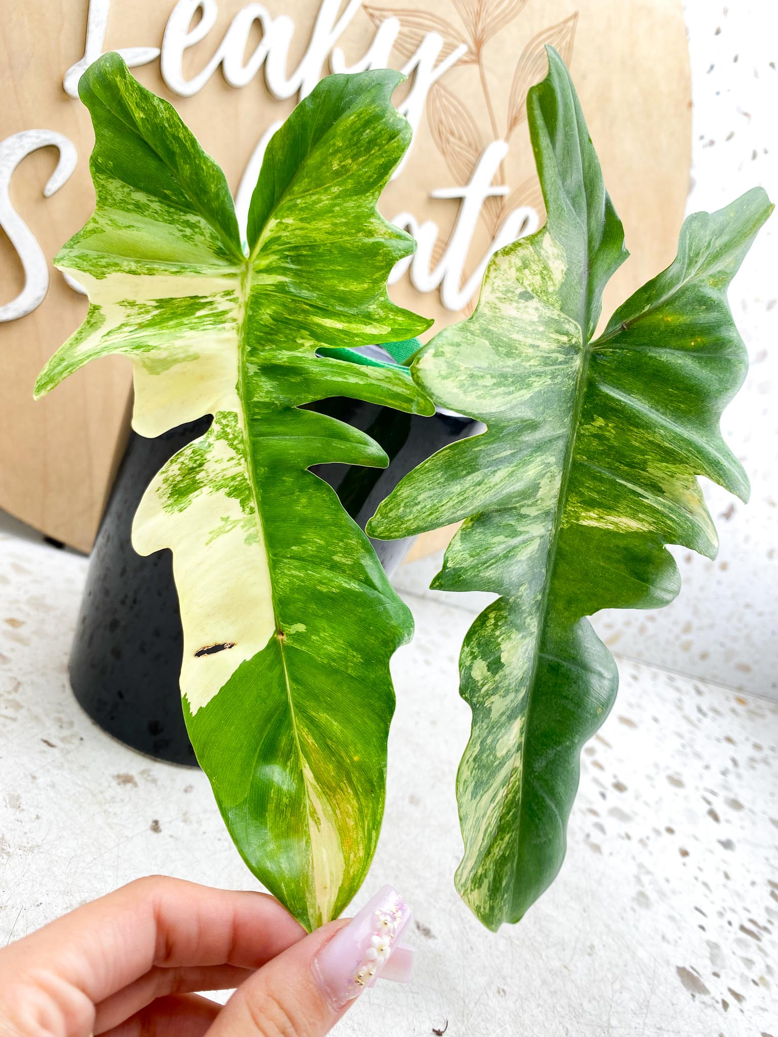 Philodendron Florida beauty x Mayoi Variegated 2 Leaves  2 Nodes