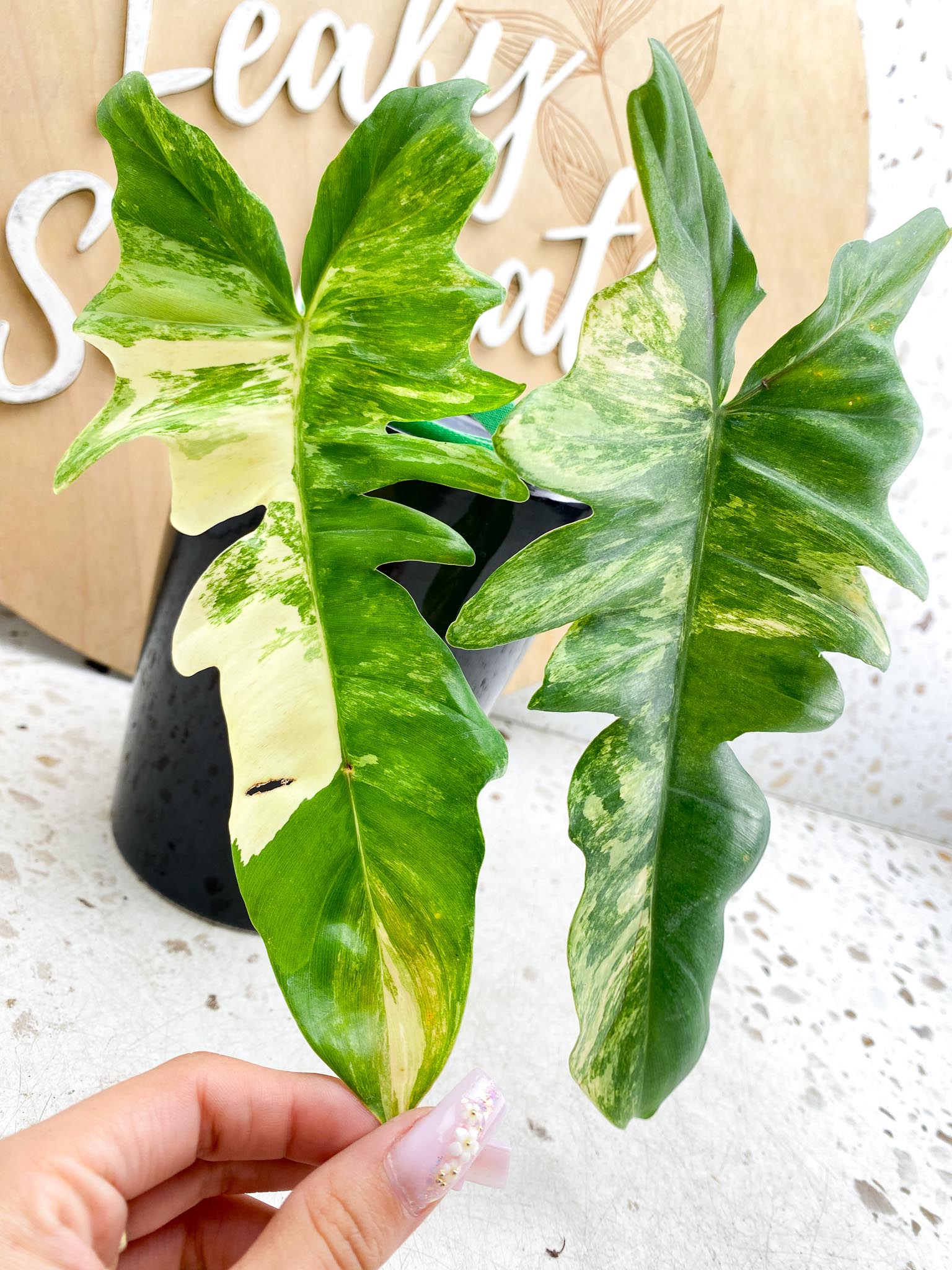 Philodendron Florida beauty x Mayoi Variegated 2 Leaves  2 Nodes