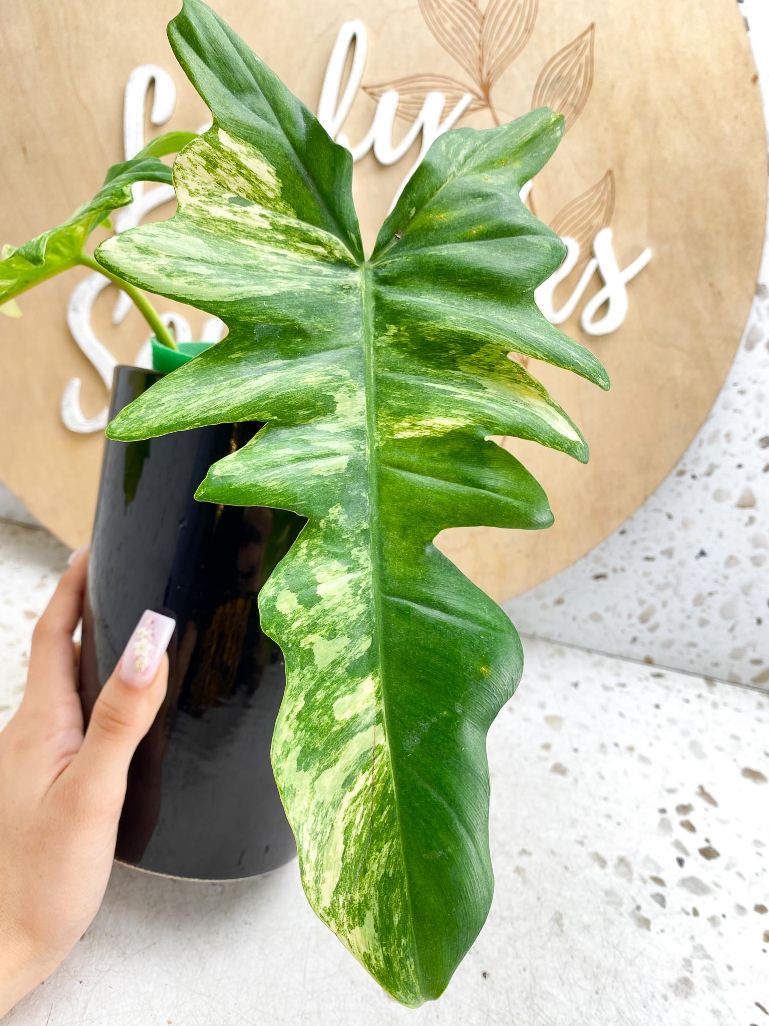 Philodendron Florida beauty x Mayoi Variegated 2 Leaves  2 Nodes