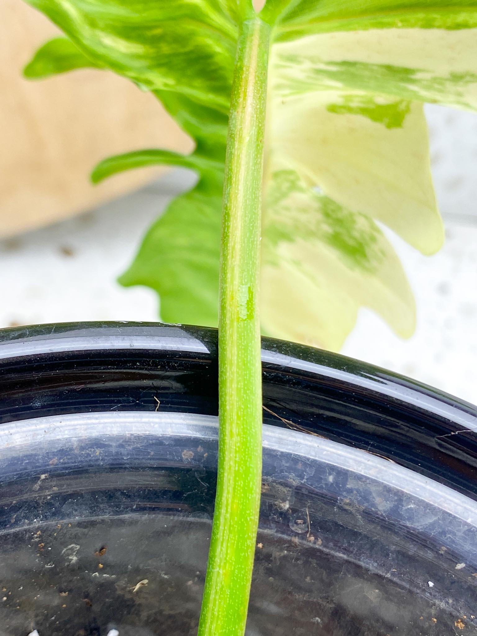 Philodendron Florida beauty x Mayoi Variegated 2 Leaves  2 Nodes