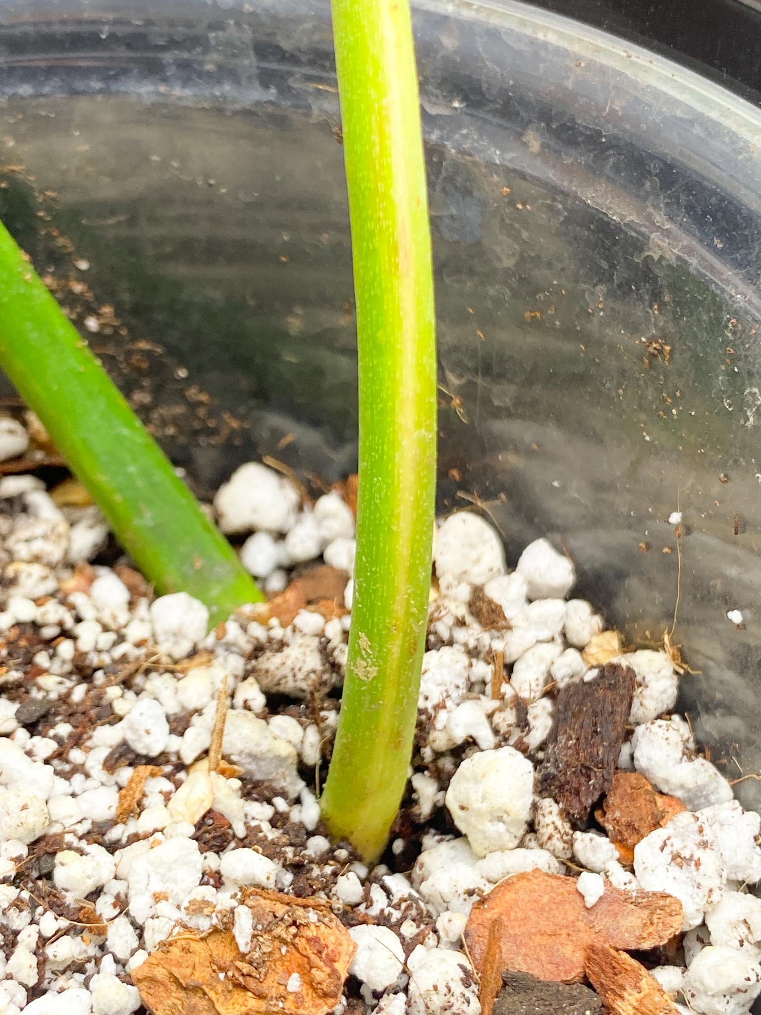 Philodendron Florida beauty x Mayoi Variegated 2 Leaves  2 Nodes