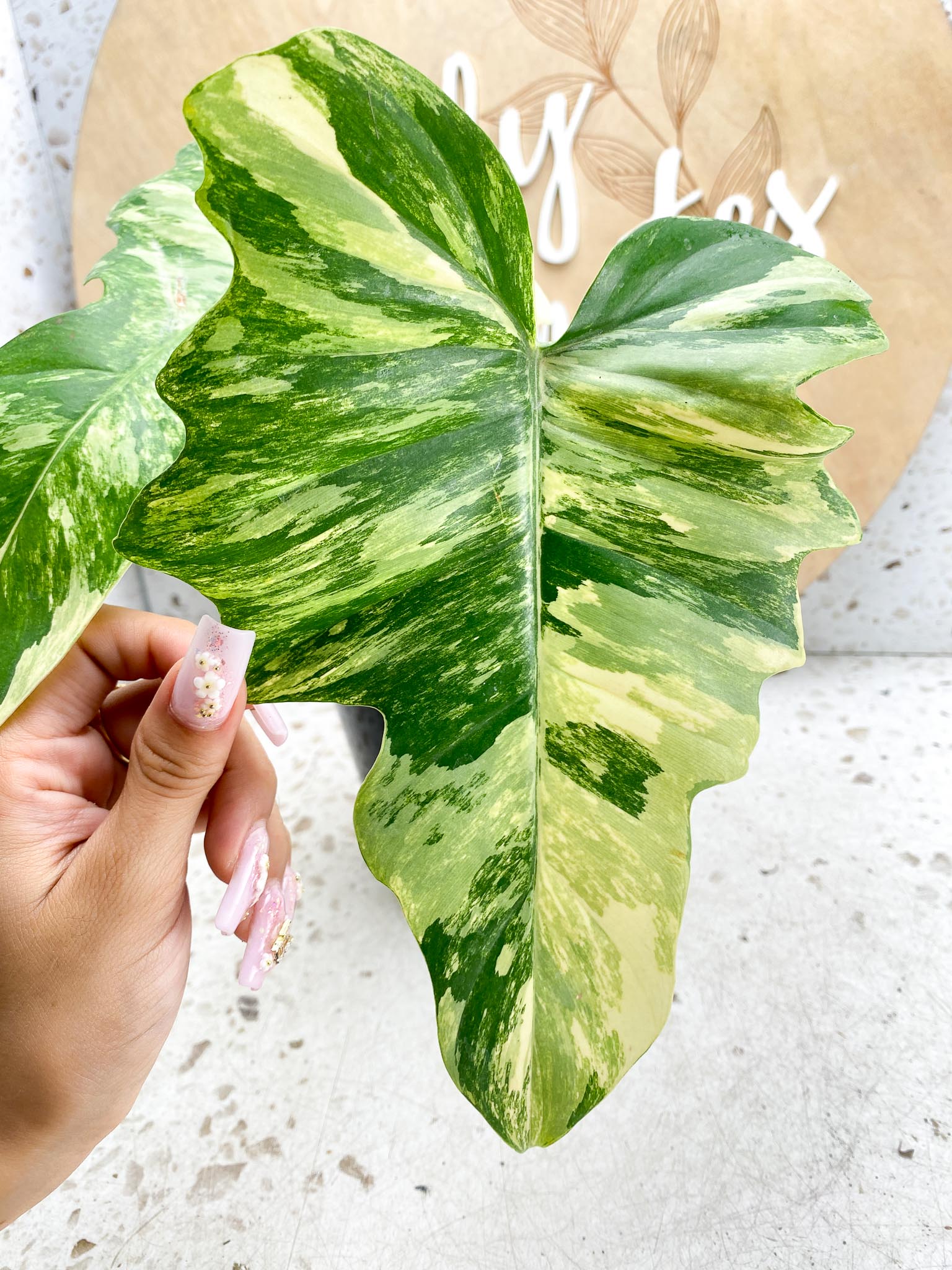 Philodendron Florida beauty X Mayoi Variegated 2 Leaves  3 Nodes  1 Sprout