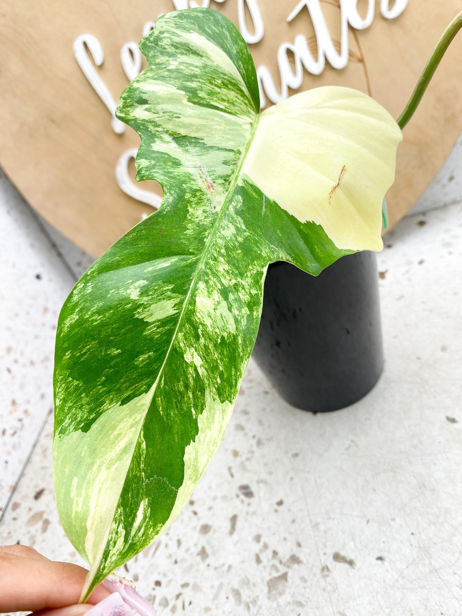 Philodendron Florida beauty X Mayoi Variegated 2 Leaves  3 Nodes  1 Sprout