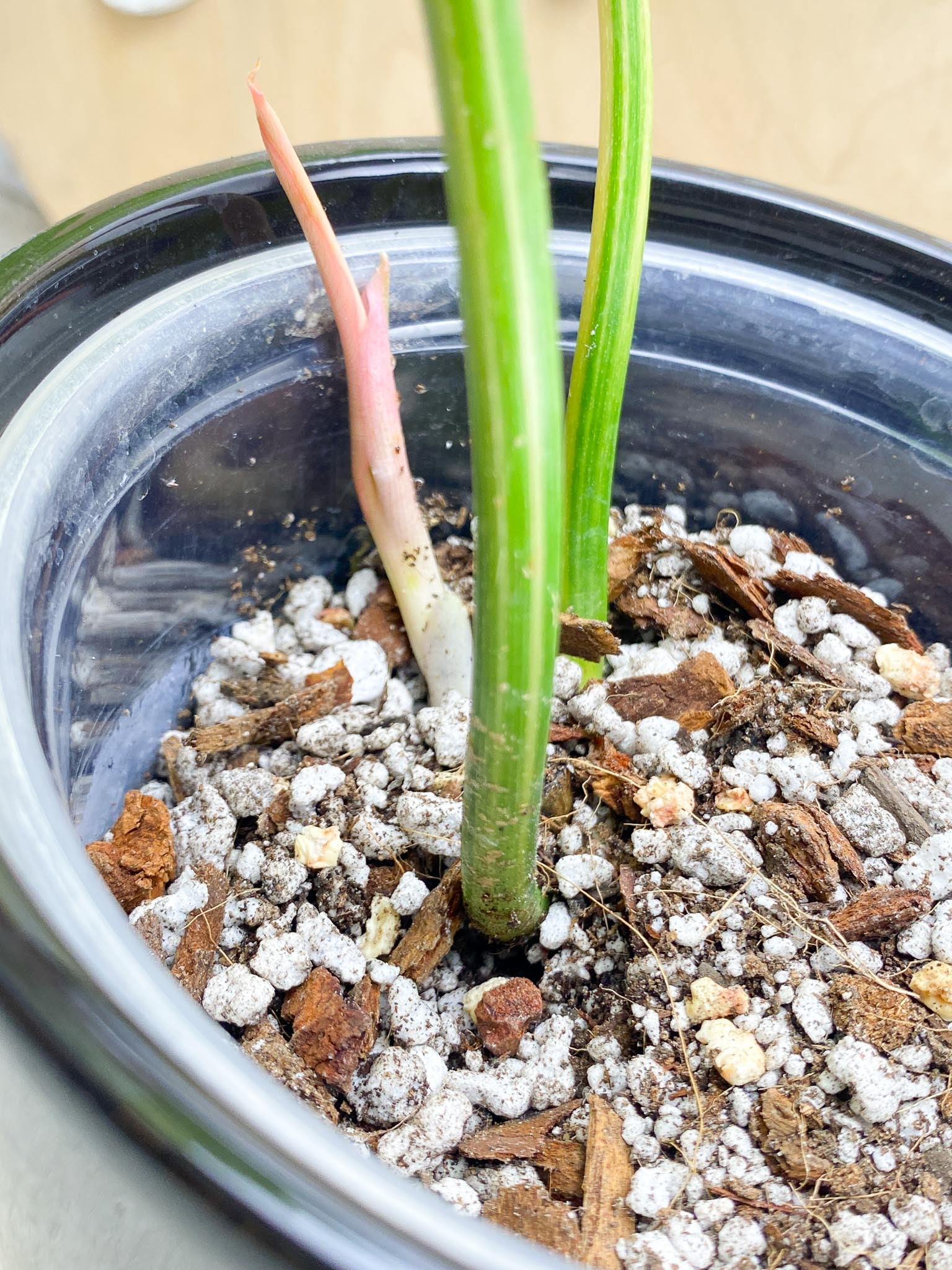 Philodendron Florida beauty X Mayoi Variegated 2 Leaves  3 Nodes  1 Sprout