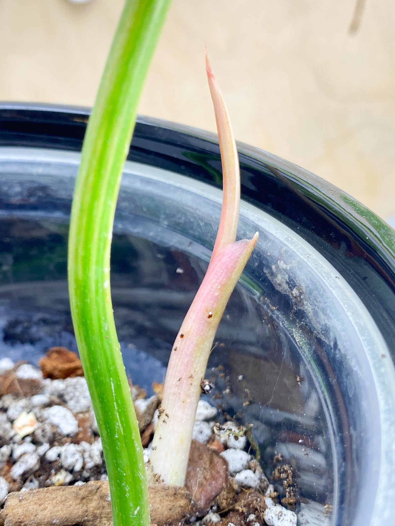 Philodendron Florida beauty X Mayoi Variegated 2 Leaves  3 Nodes  1 Sprout