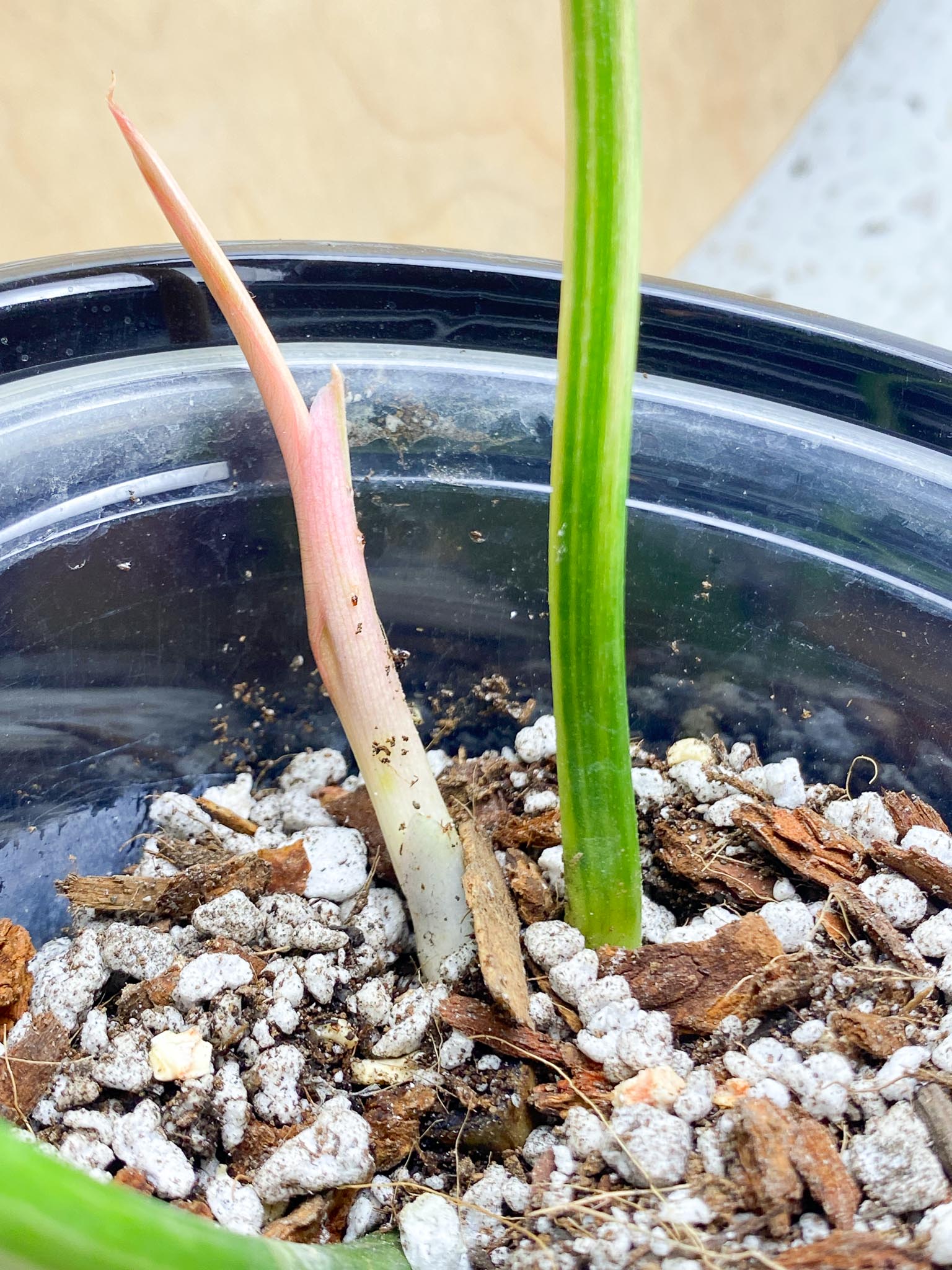 Philodendron Florida beauty X Mayoi Variegated 2 Leaves  3 Nodes  1 Sprout