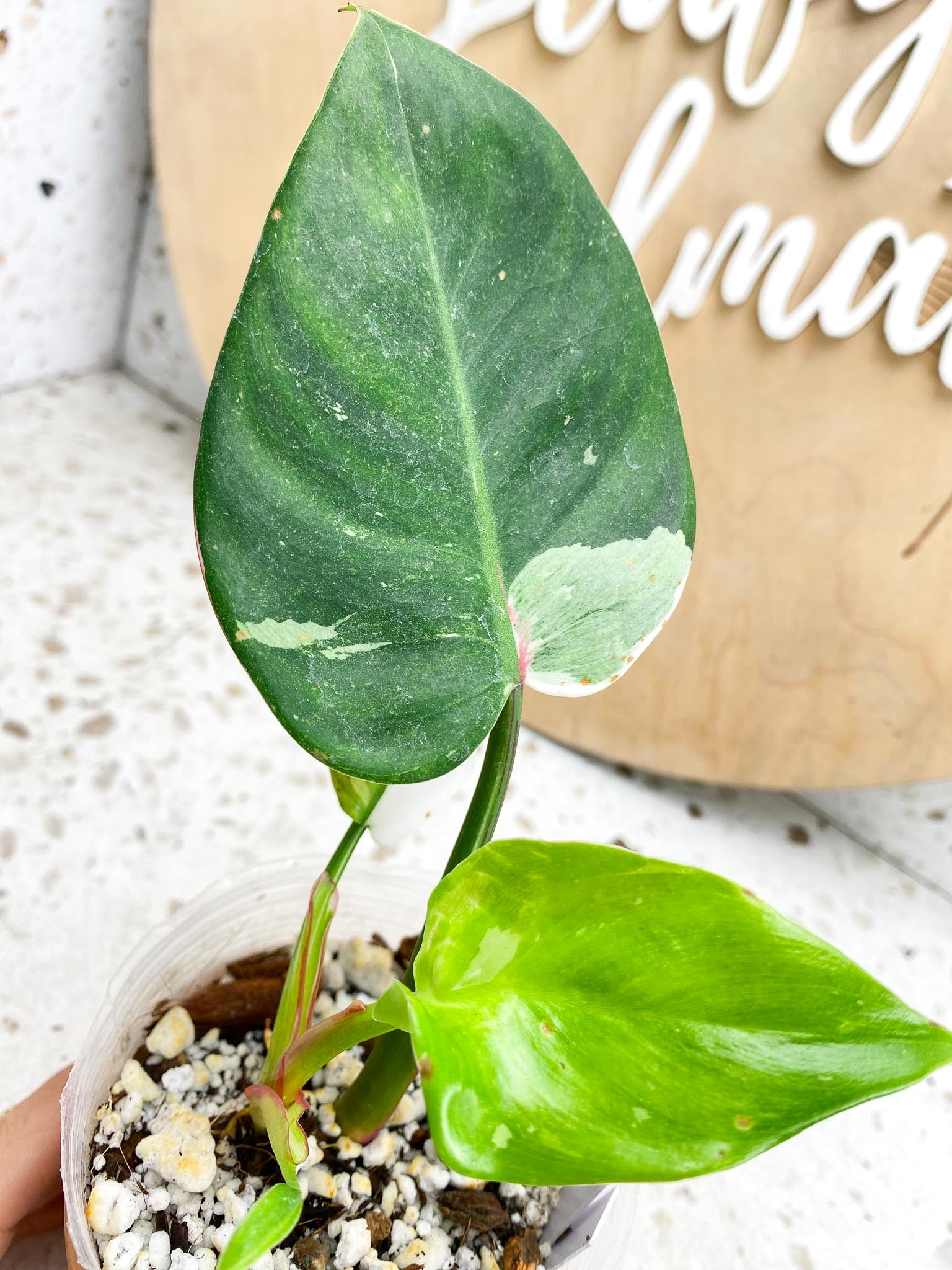 Philodendron White Princess Tricolor Variegated 4 Leaves  4 Nodes  Rooting