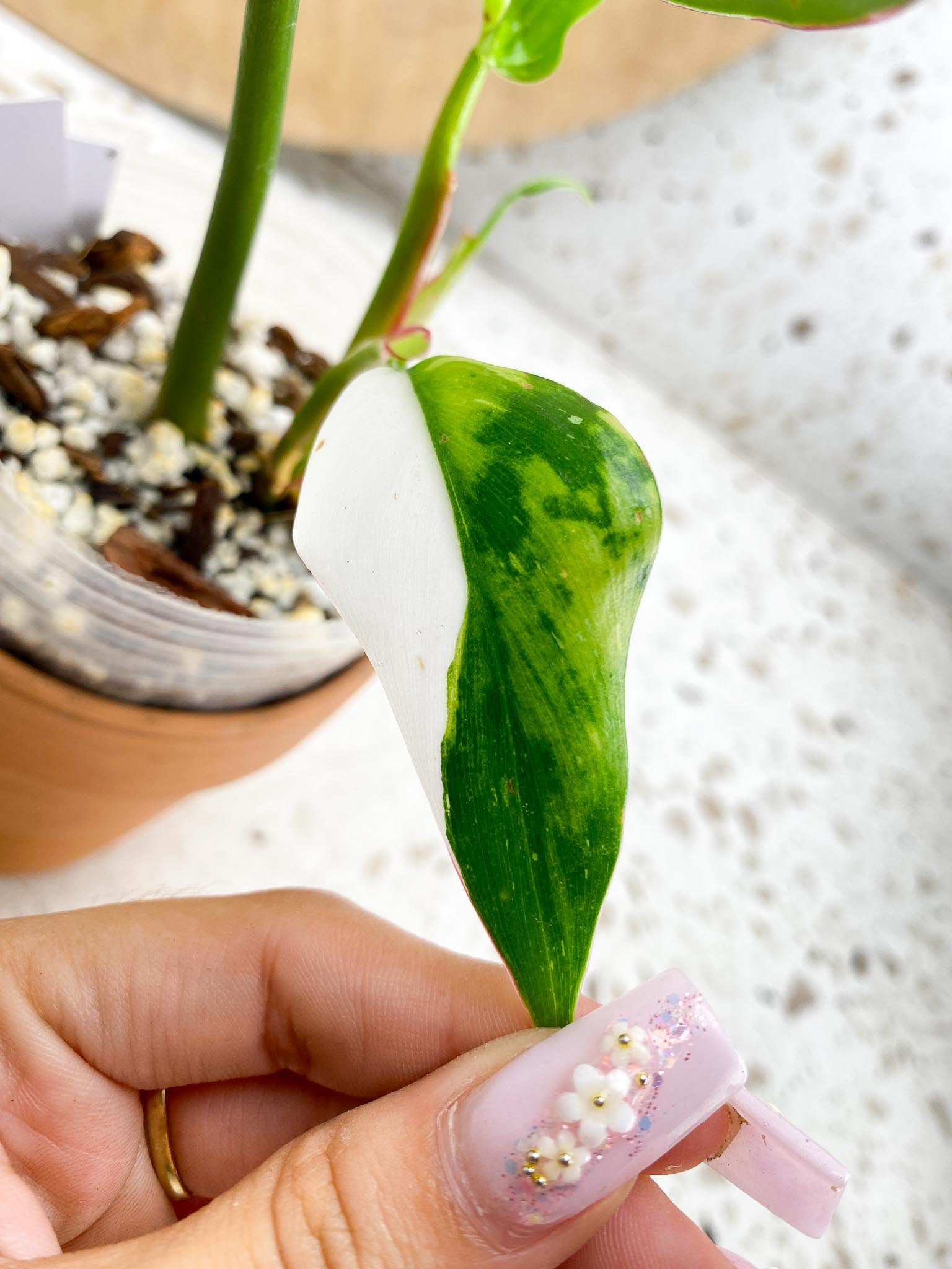 Philodendron White Princess Tricolor Variegated 4 Leaves  4 Nodes  Rooting