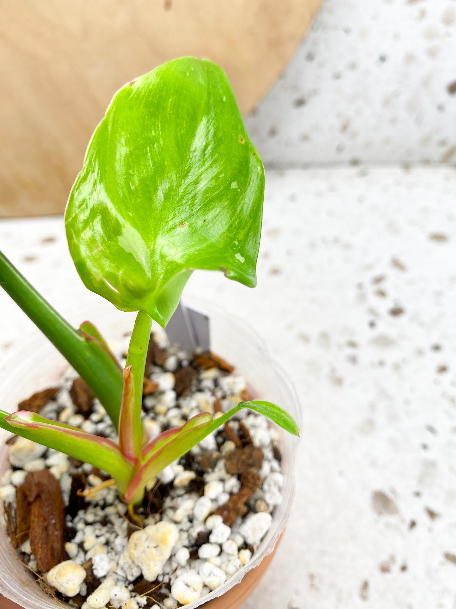 Philodendron White Princess Tricolor Variegated 4 Leaves  4 Nodes  Rooting