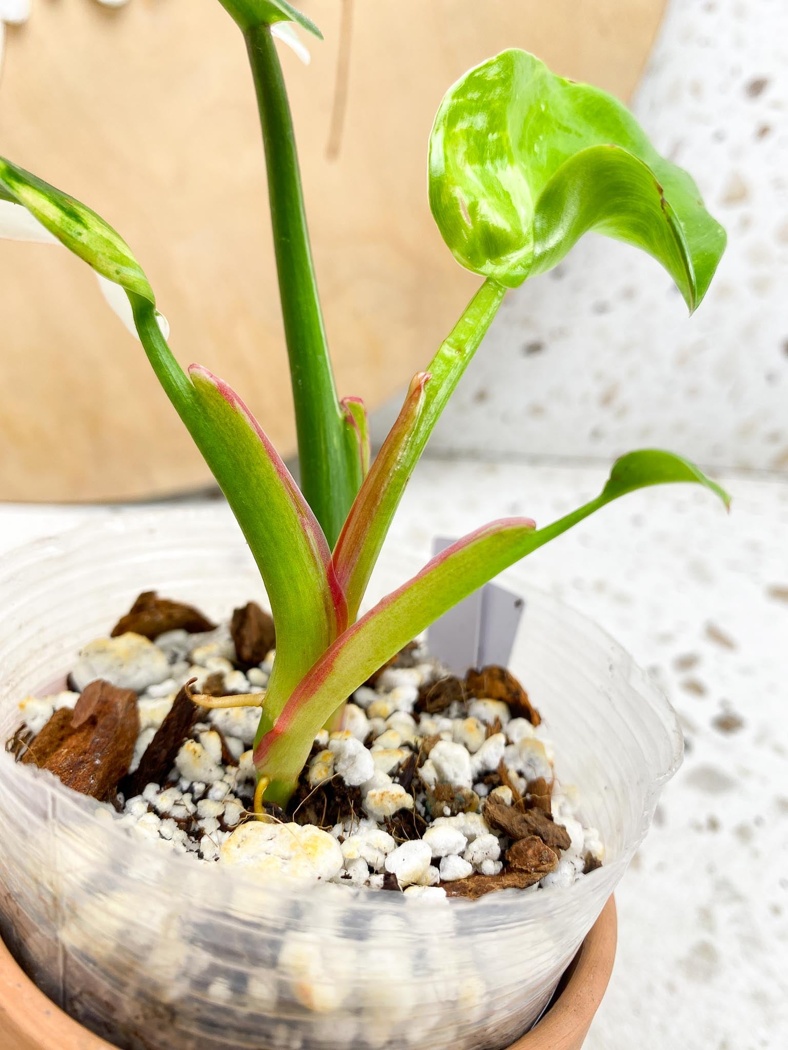 Philodendron White Princess Tricolor Variegated 4 Leaves  4 Nodes  Rooting