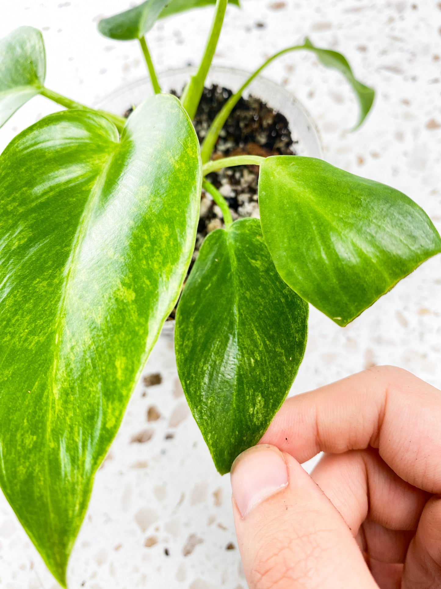 Philodendron Giganteum Marble Blizzard multiple leaves full baby plant