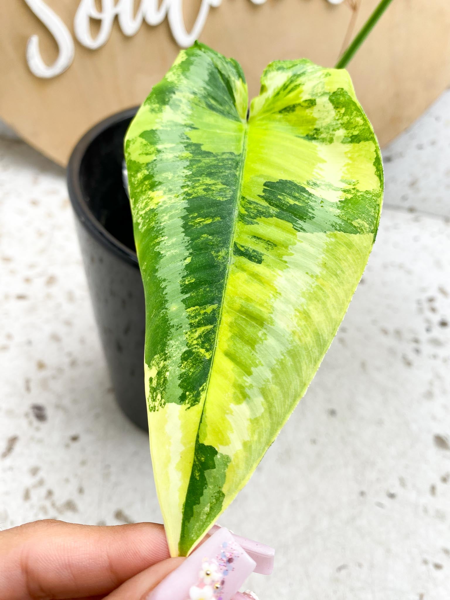 Schismatoglottis wallichii variegated 2 Leaves  2 Nodes  Highly Variegated Slightly Rooted