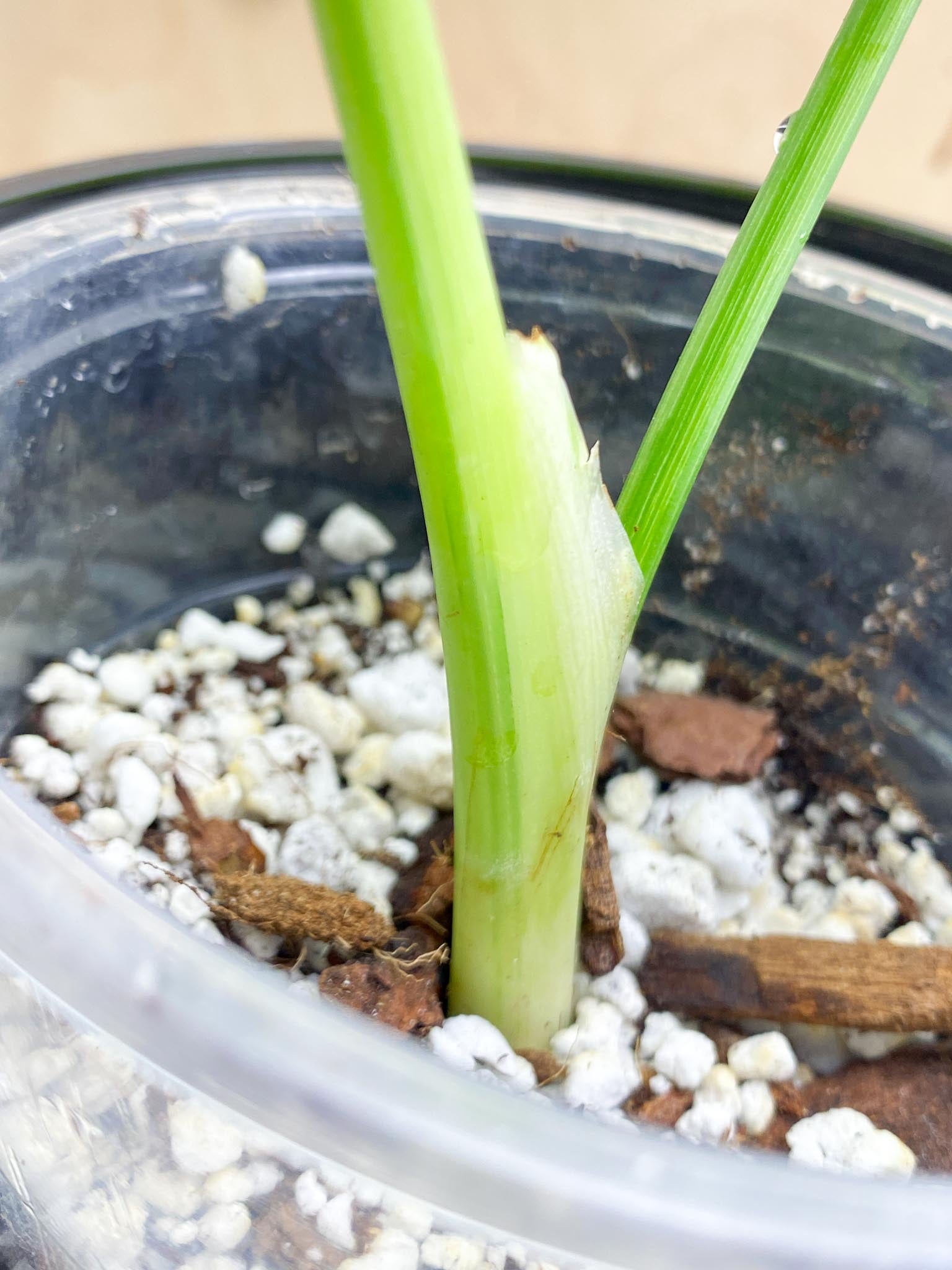 Schismatoglottis wallichii variegated 2 Leaves  2 Nodes  Highly Variegated Slightly Rooted