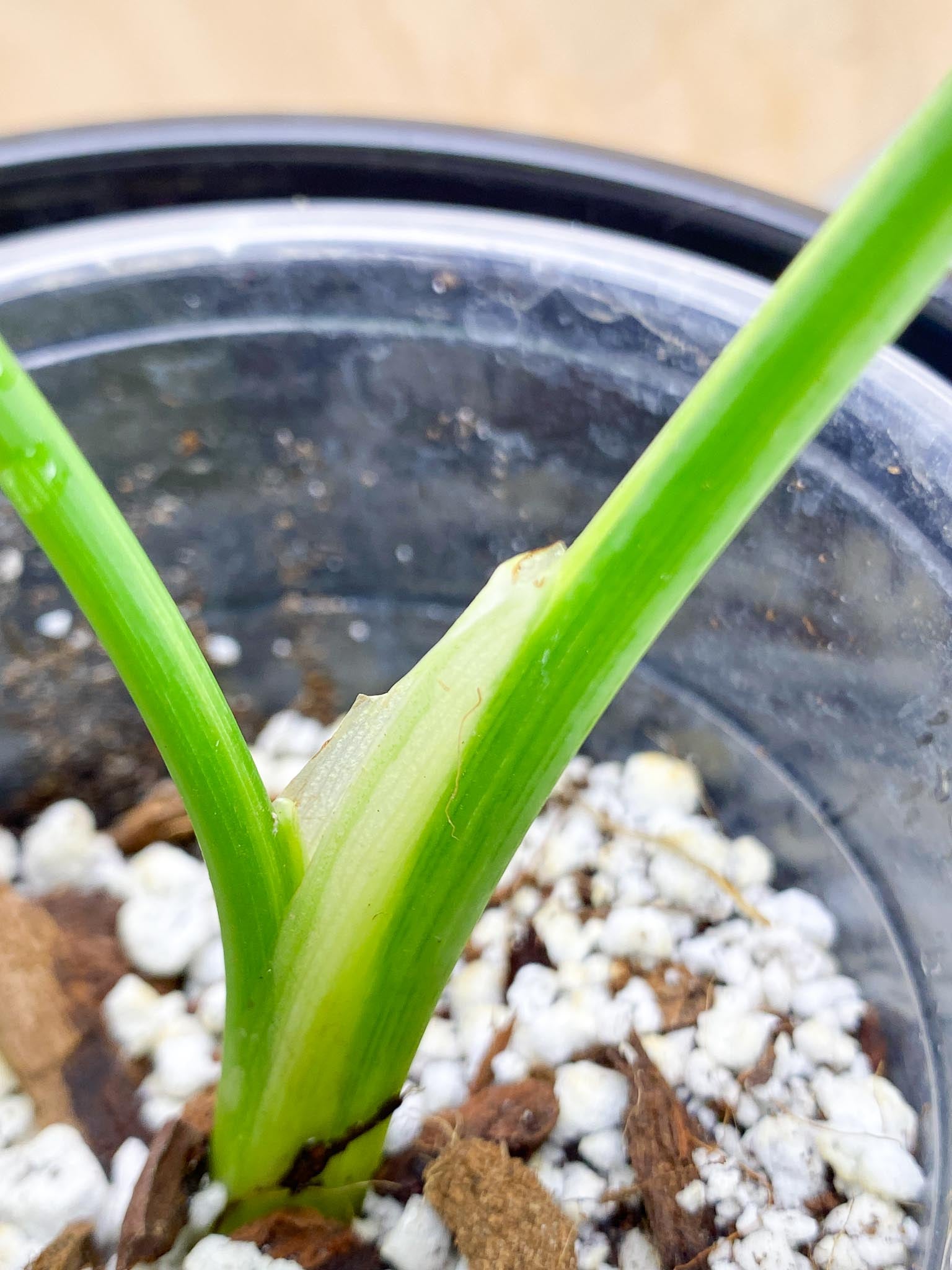 Schismatoglottis wallichii variegated 2 Leaves  2 Nodes  Highly Variegated Slightly Rooted