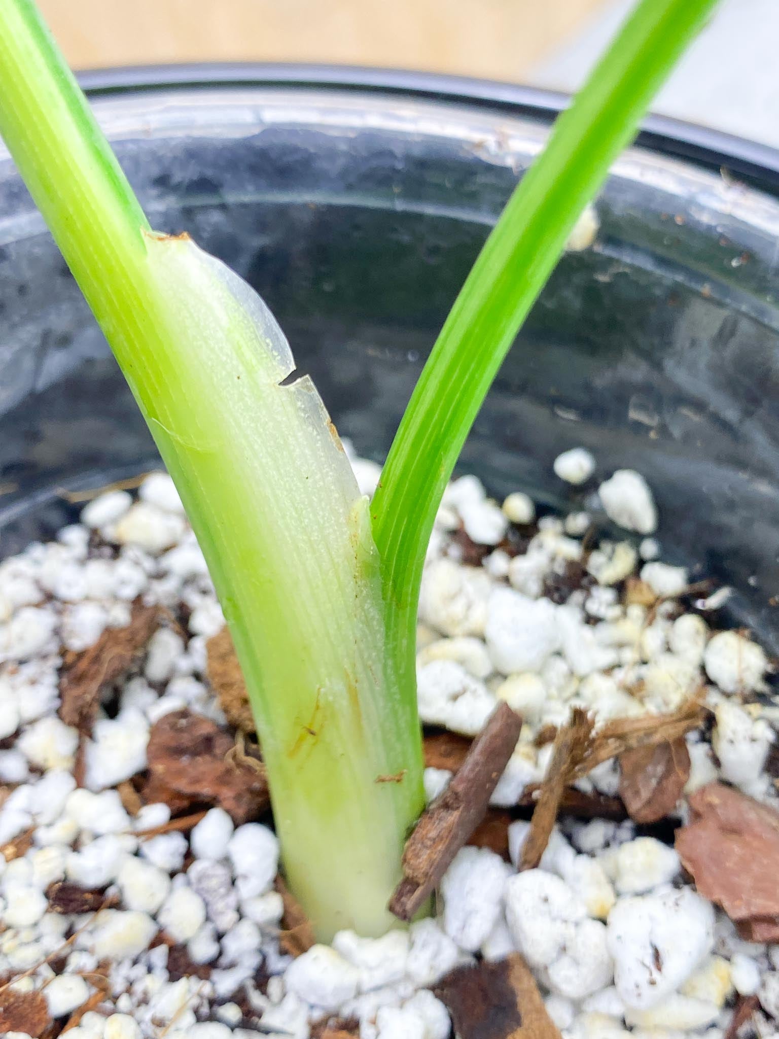 Schismatoglottis wallichii variegated 2 Leaves  2 Nodes  Highly Variegated Slightly Rooted