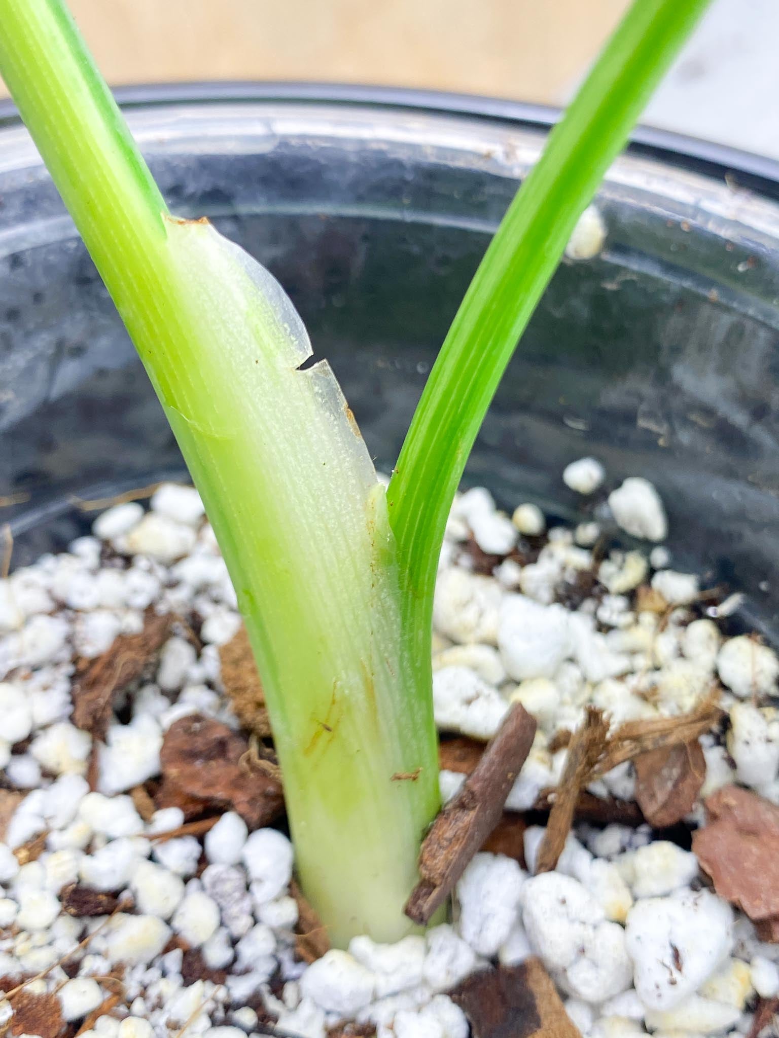 Schismatoglottis wallichii variegated 2 Leaves  2 Nodes  Highly Variegated Slightly Rooted