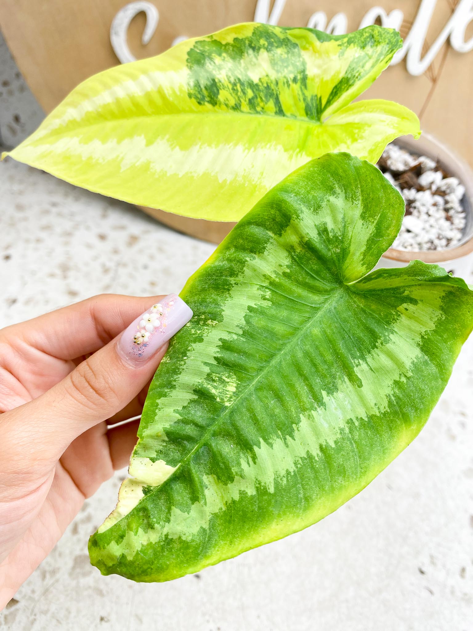 Schismatoglottis wallichii variegated 2 Leaves  2 Nodes  Highly Variegated Slightly Rooted