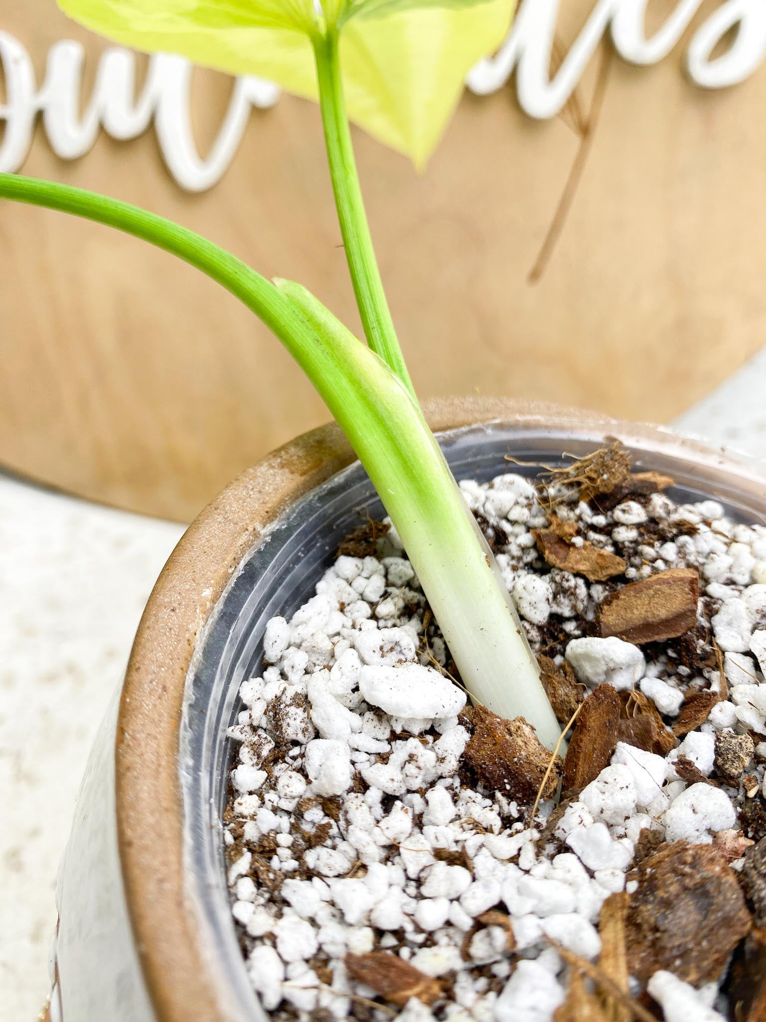 Schismatoglottis wallichii variegated 2 Leaves  2 Nodes  Highly Variegated Slightly Rooted