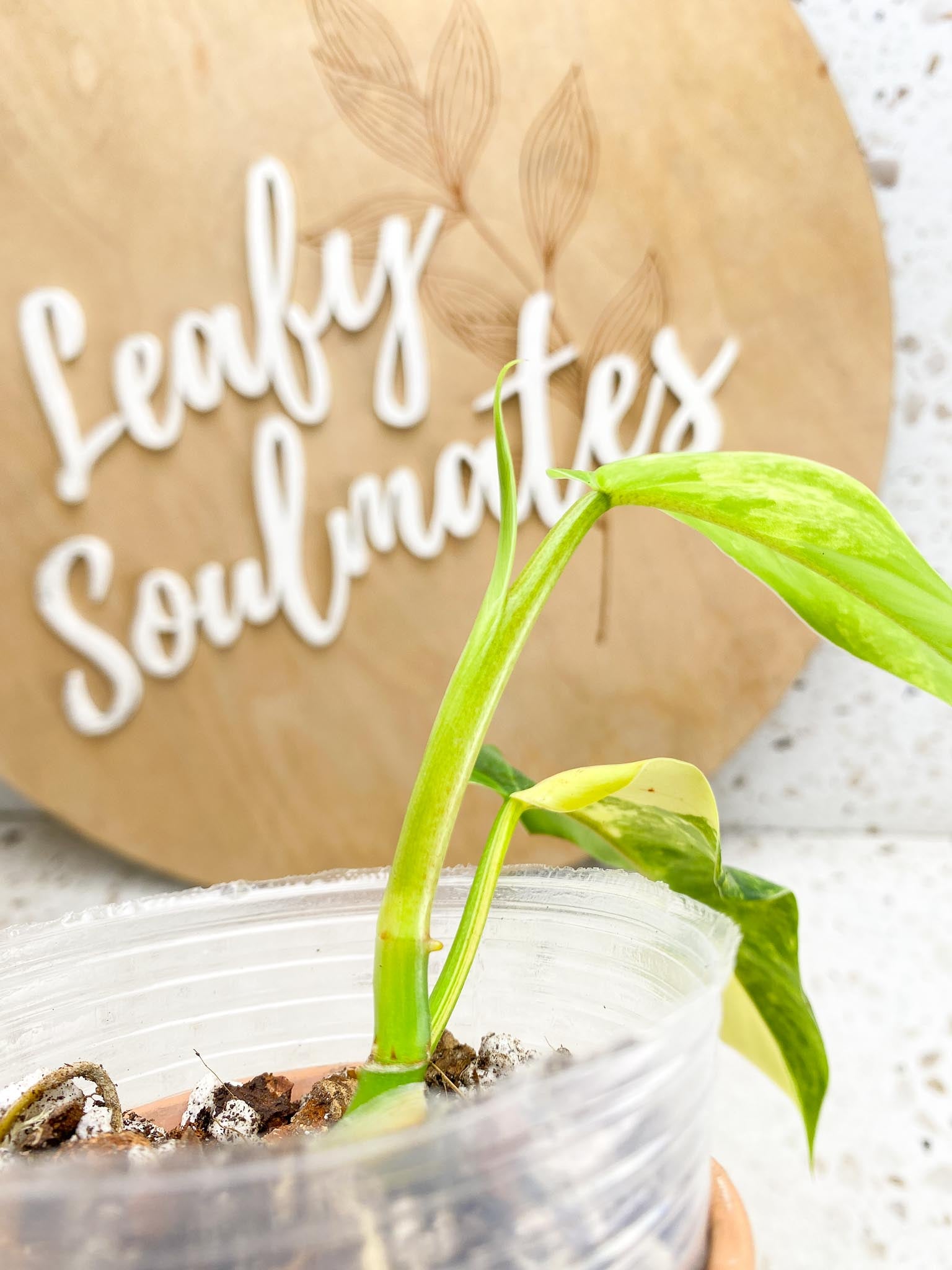 Philodendron Domesticum Variegated 2 Leaves  3 Nodes  1 Sprout