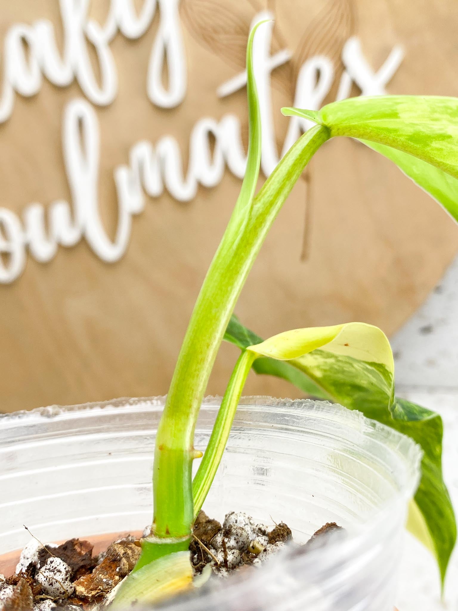 Philodendron Domesticum Variegated 2 Leaves  3 Nodes  1 Sprout