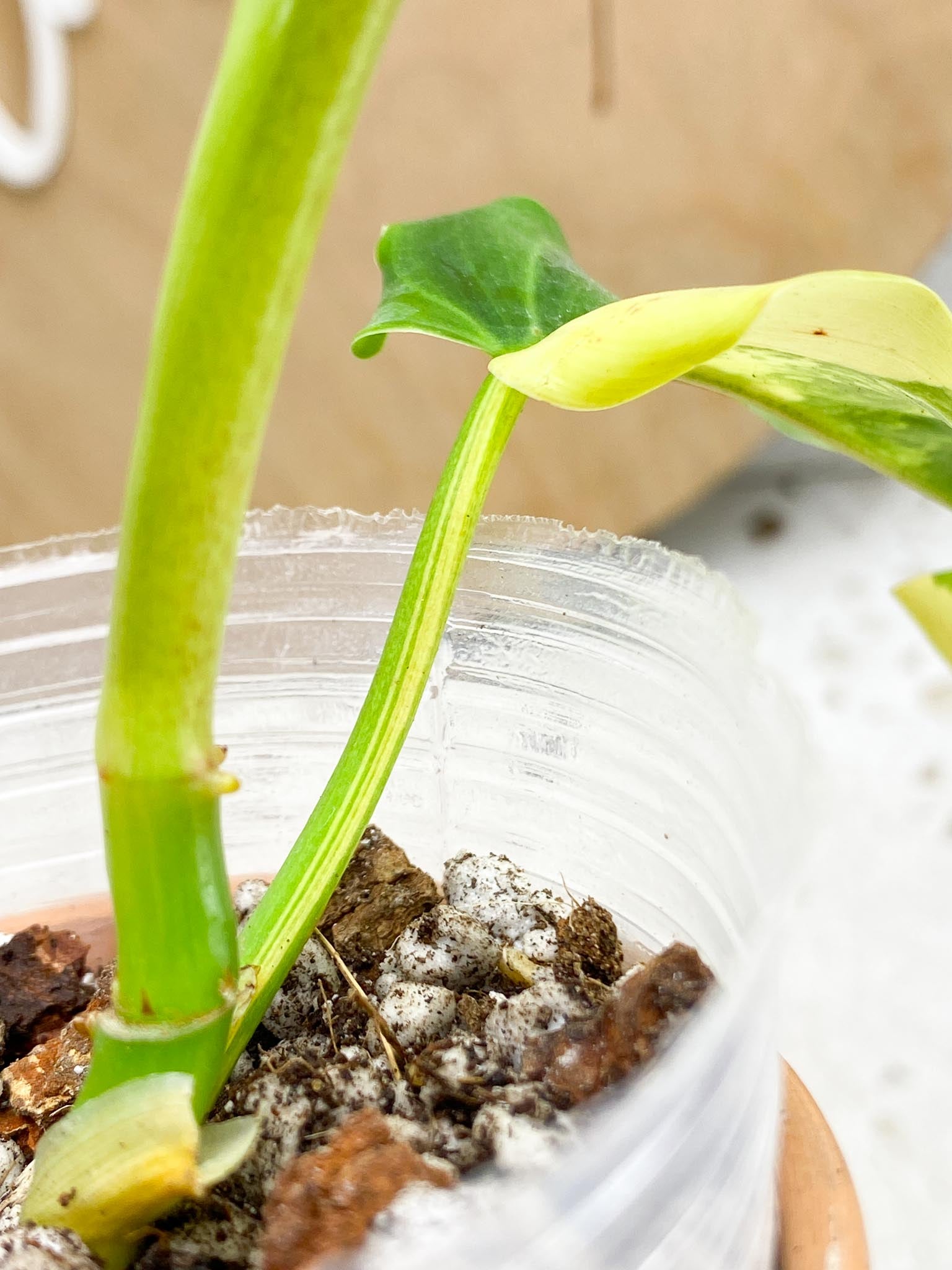 Philodendron Domesticum Variegated 2 Leaves  3 Nodes  1 Sprout