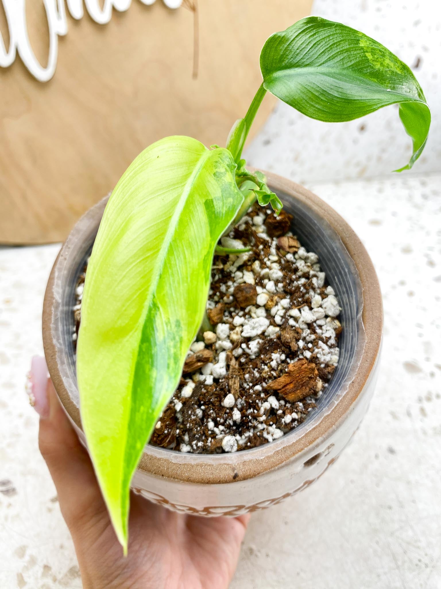 Philodendron Domesticum Variegated 2 Leaves  2 Baby Leaves 4 Nodes  Rooting