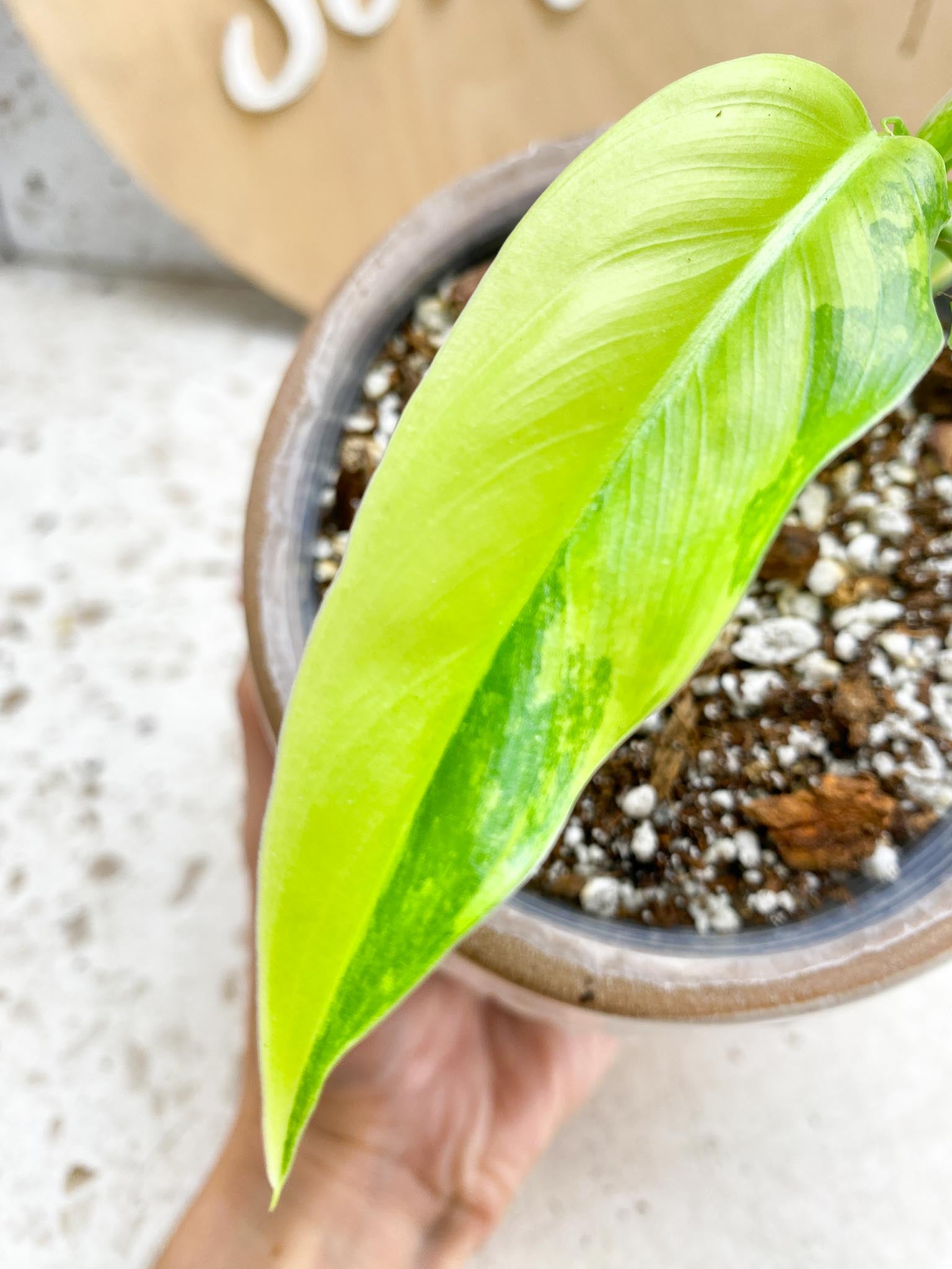 Philodendron Domesticum Variegated 2 Leaves  2 Baby Leaves 4 Nodes  Rooting