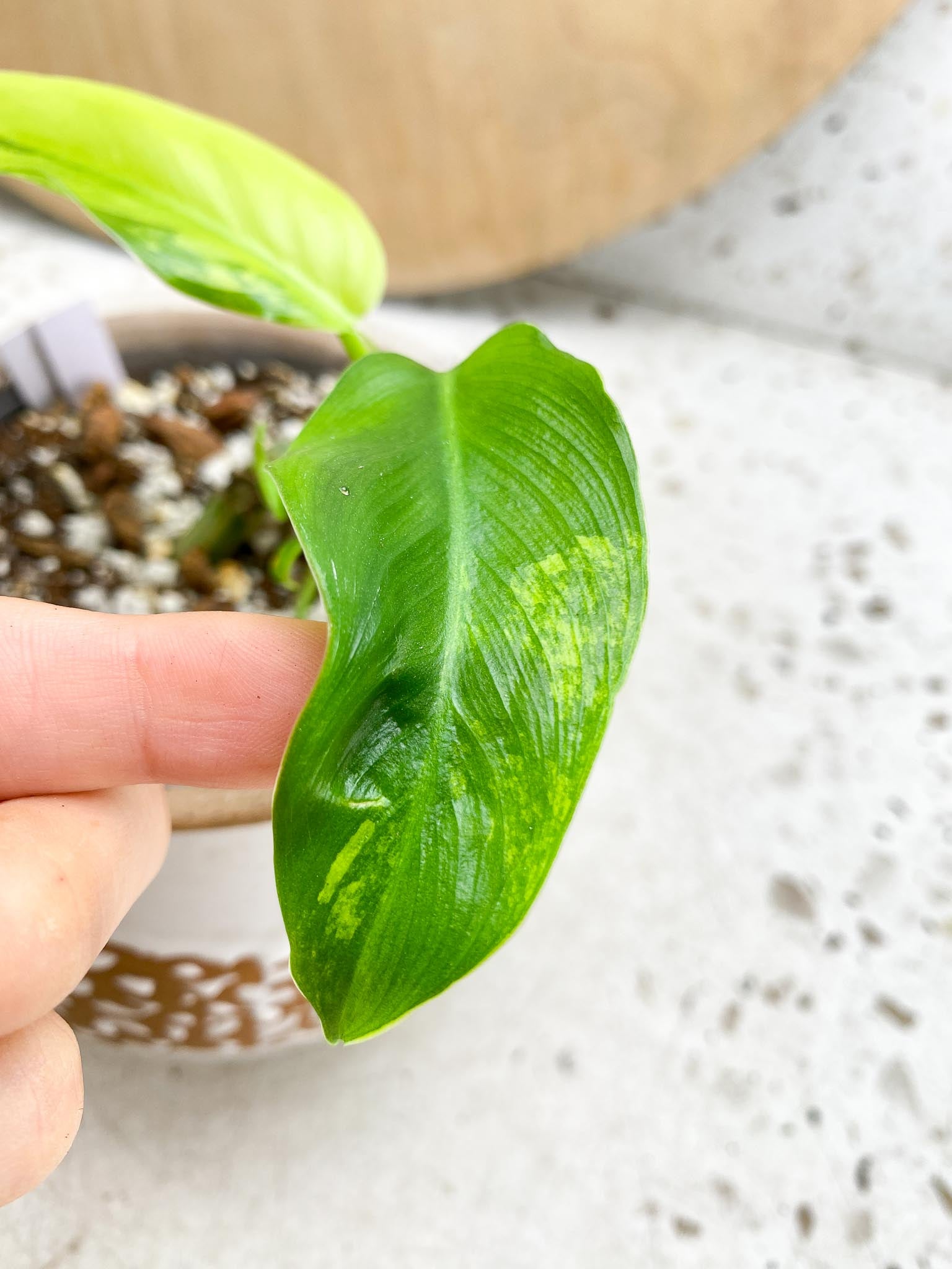 Philodendron Domesticum Variegated 2 Leaves  2 Baby Leaves 4 Nodes  Rooting