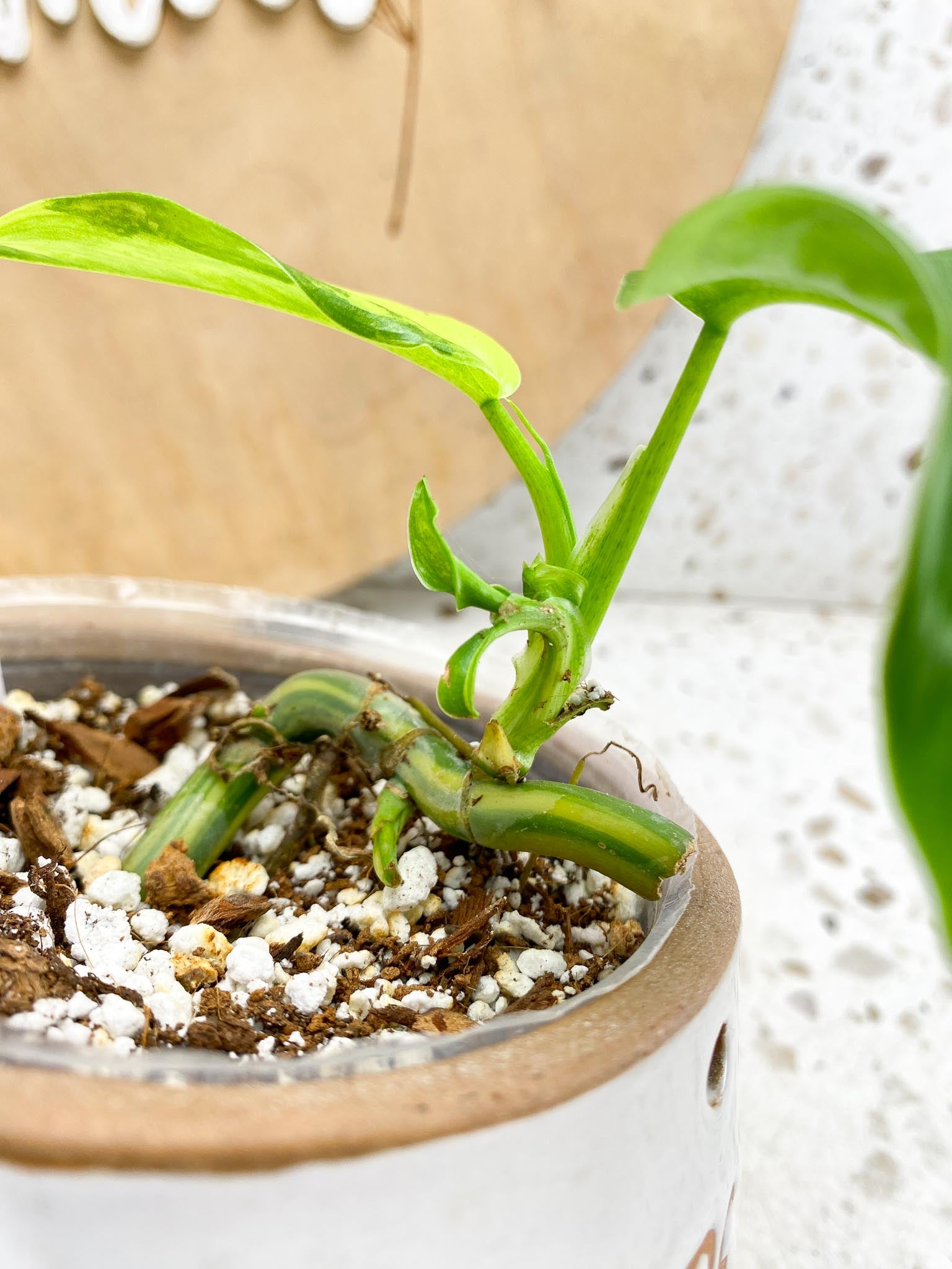 Philodendron Domesticum Variegated 2 Leaves  2 Baby Leaves 4 Nodes  Rooting