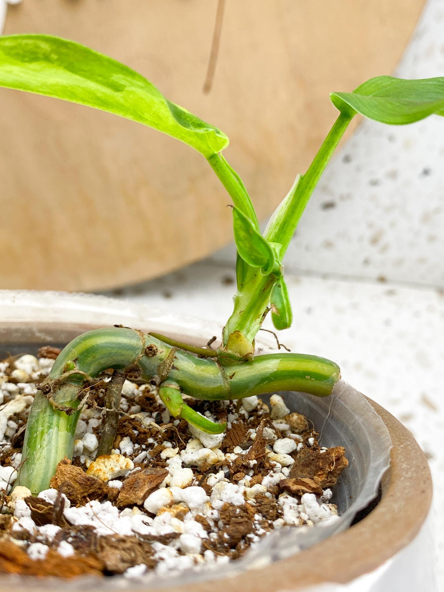 Philodendron Domesticum Variegated 2 Leaves  2 Baby Leaves 4 Nodes  Rooting