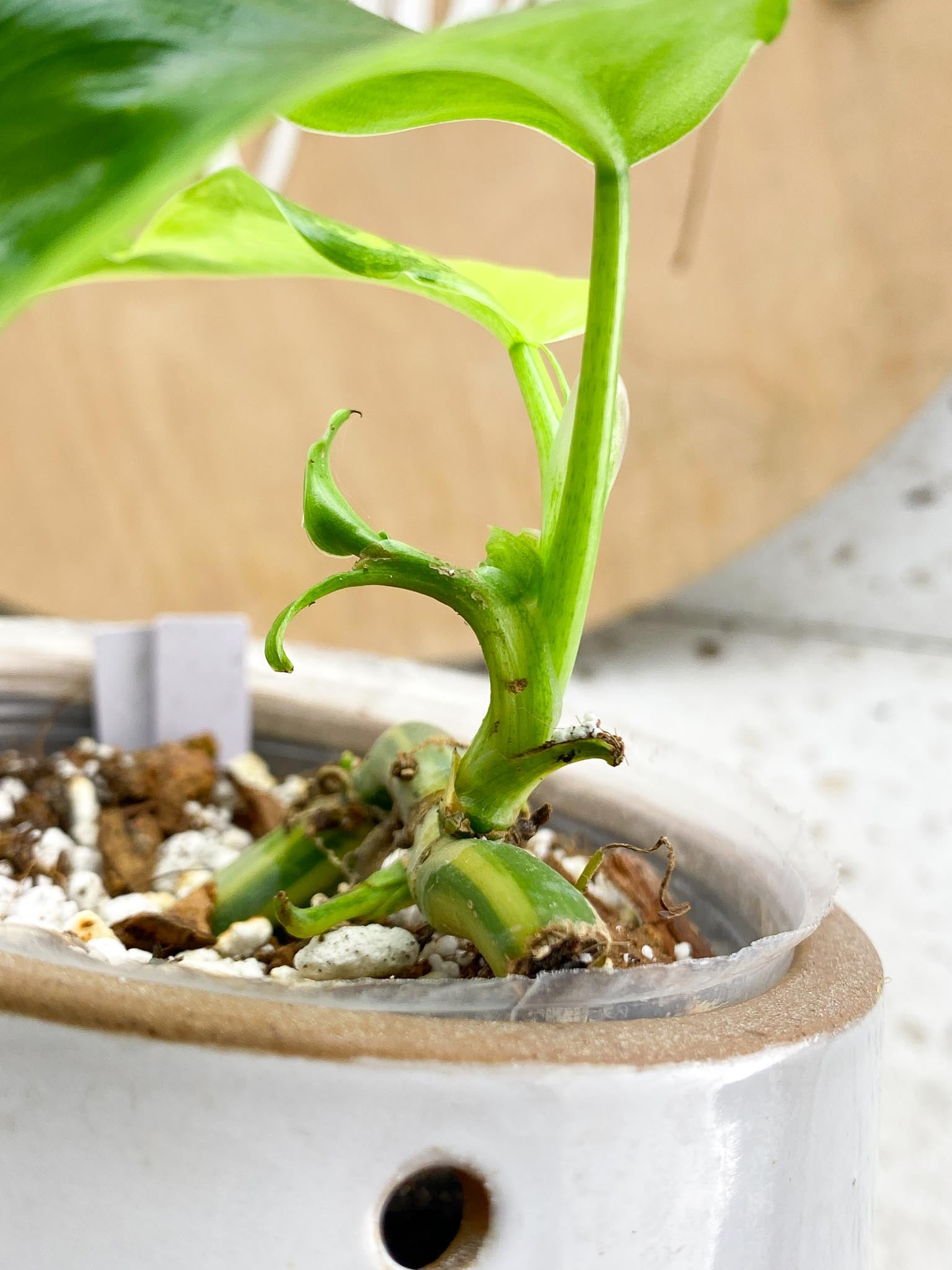 Philodendron Domesticum Variegated 2 Leaves  2 Baby Leaves 4 Nodes  Rooting