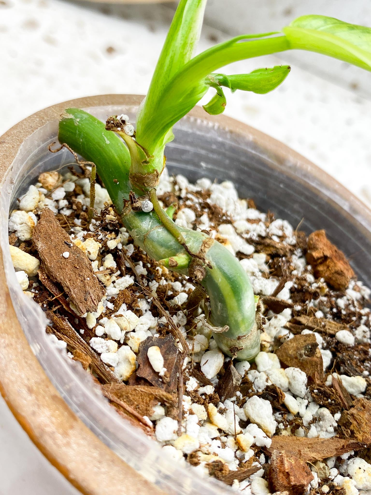 Philodendron Domesticum Variegated 2 Leaves  2 Baby Leaves 4 Nodes  Rooting