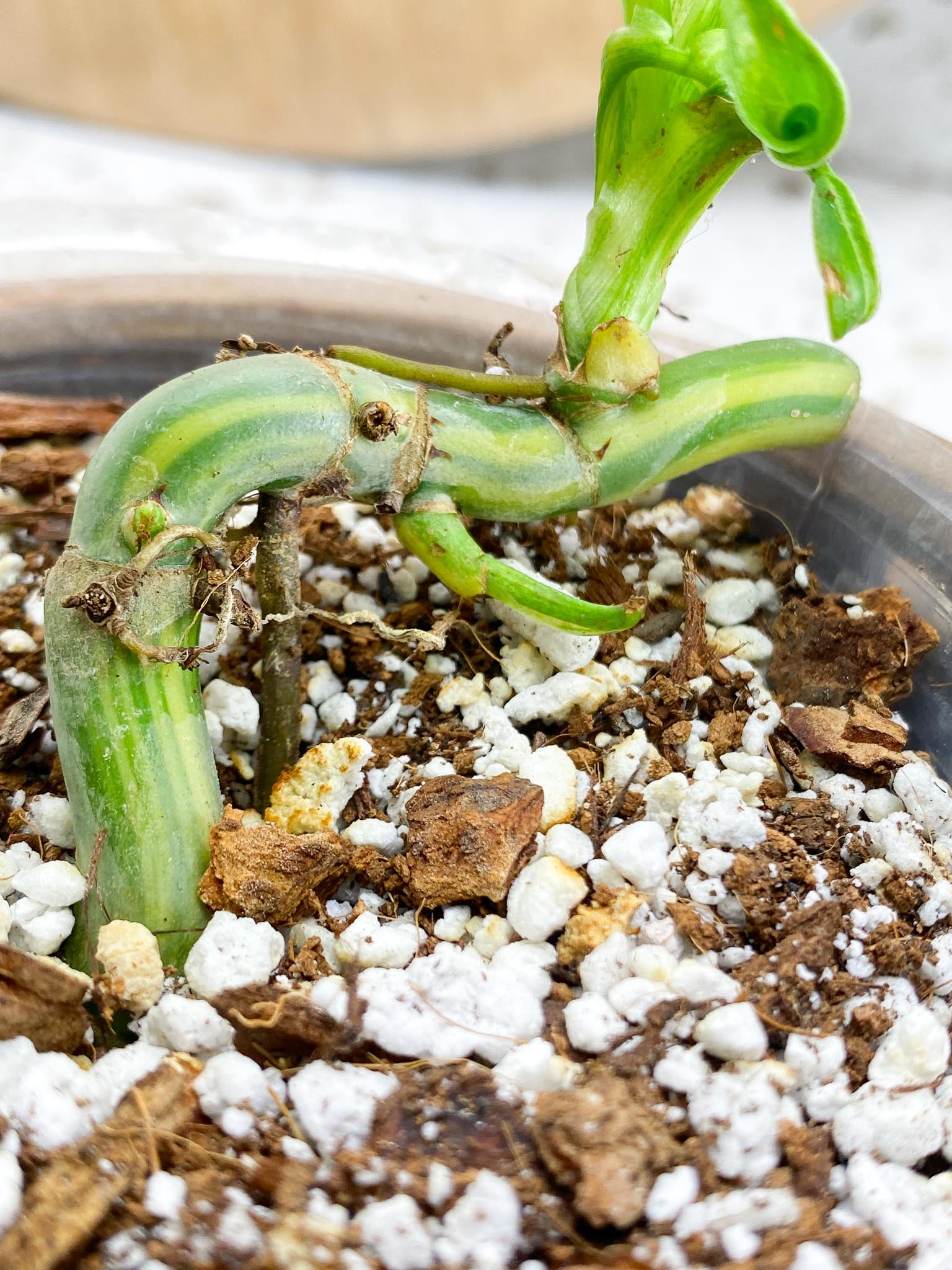 Philodendron Domesticum Variegated 2 Leaves  2 Baby Leaves 4 Nodes  Rooting