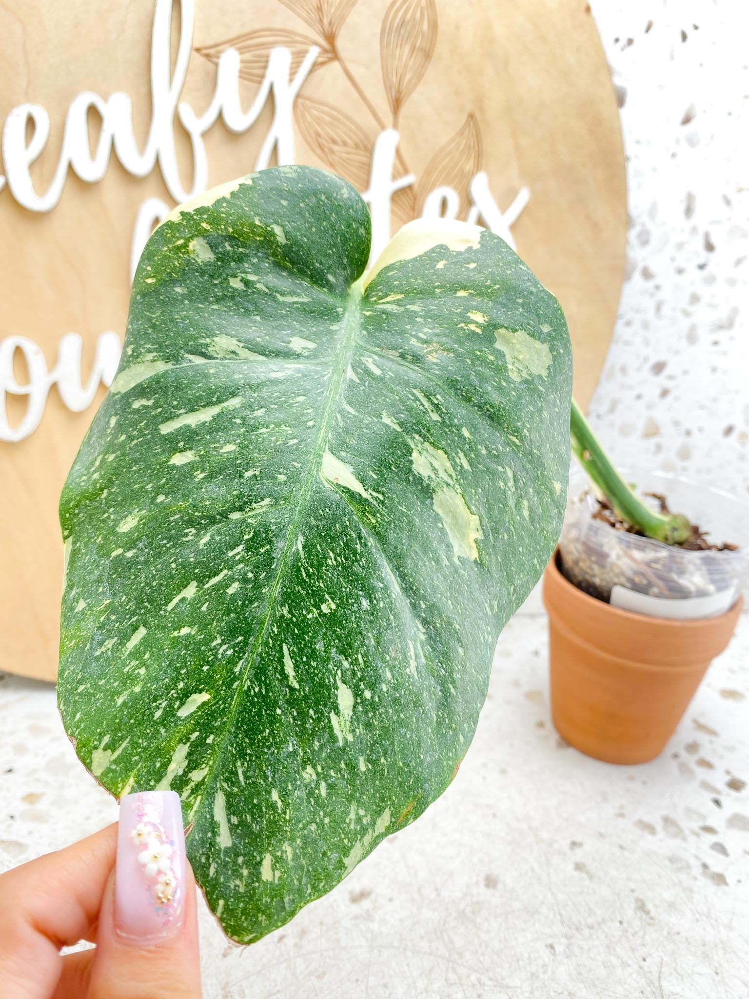 Monstera Thai Constellation Variegated 1 Leaf 1 Node  1 Sprout Slightly Rooted