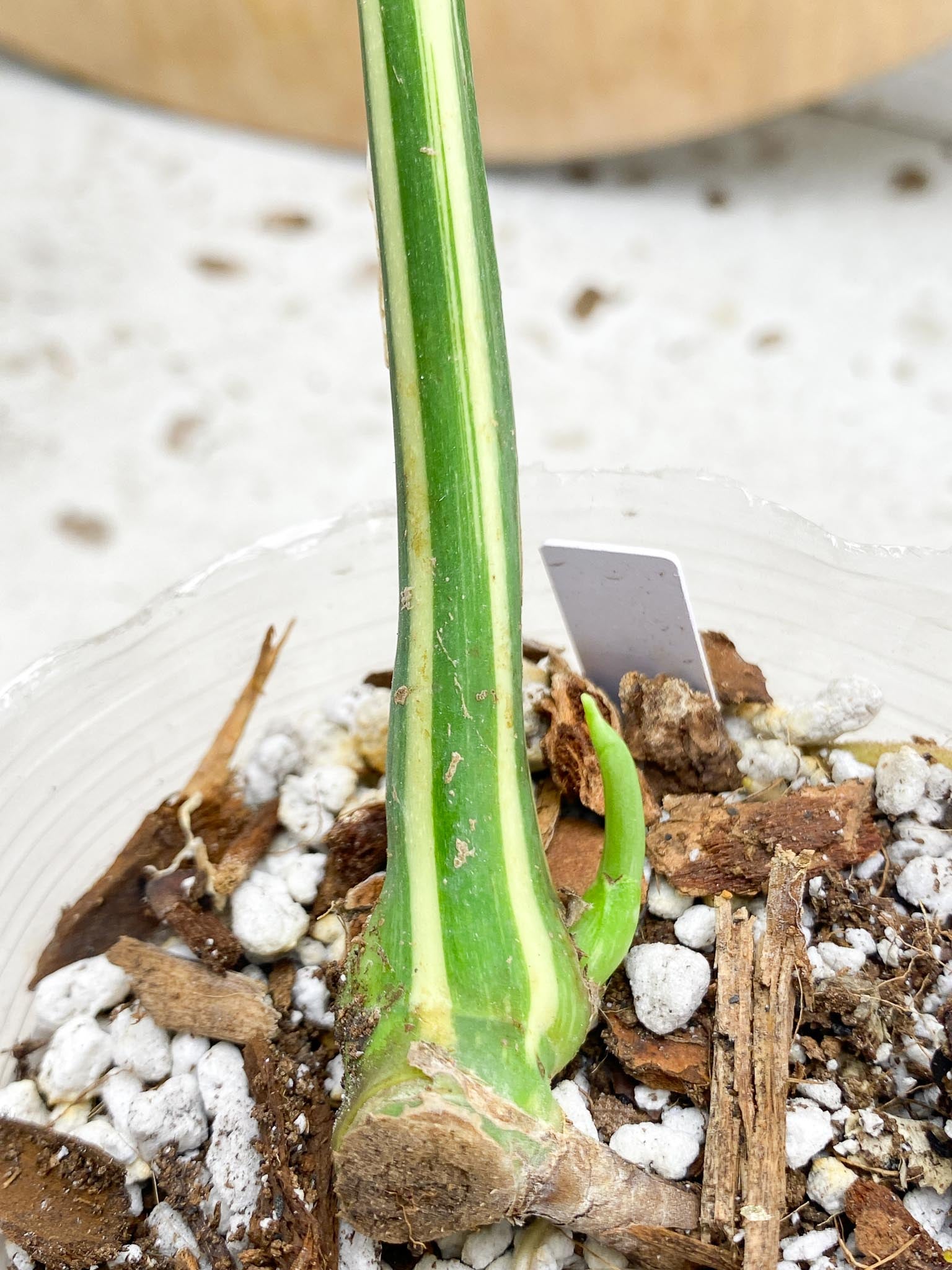 Monstera Thai Constellation Variegated 1 Leaf 1 Node  1 Sprout Slightly Rooted