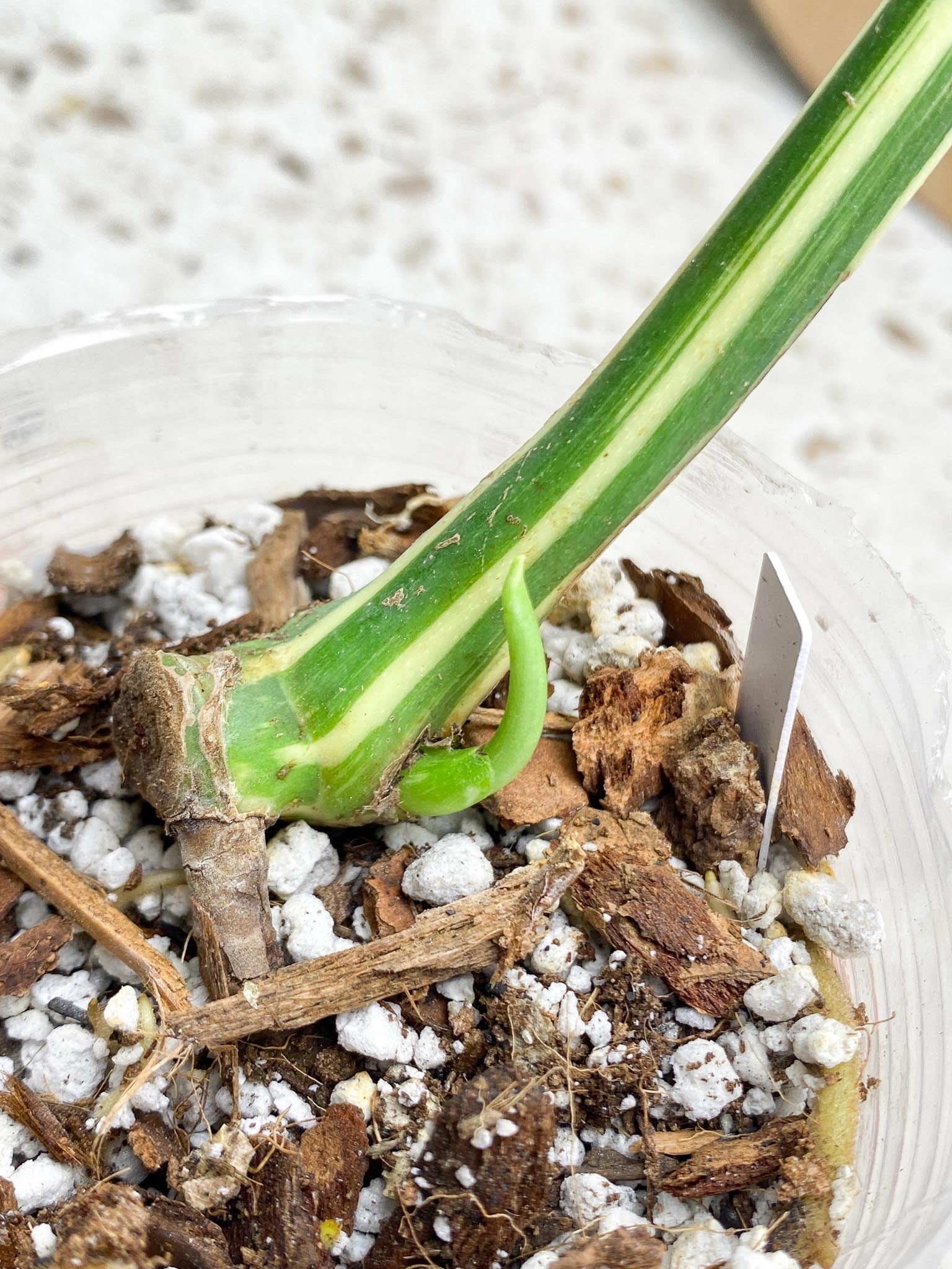 Monstera Thai Constellation Variegated 1 Leaf 1 Node  1 Sprout Slightly Rooted