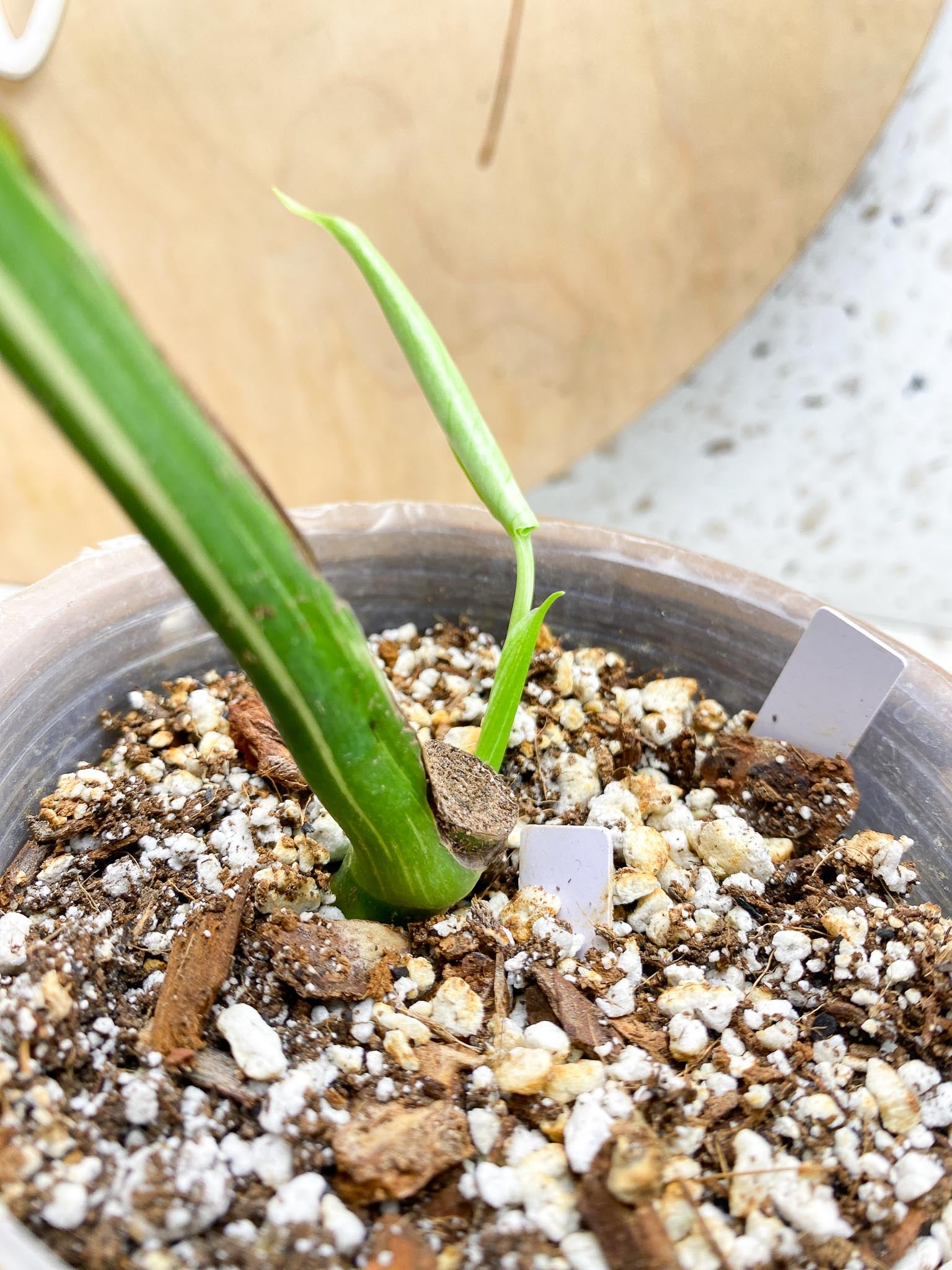 Monstera Thai Constellation Variegated 2 Leaves  2 Nodes  Slightly Rooted