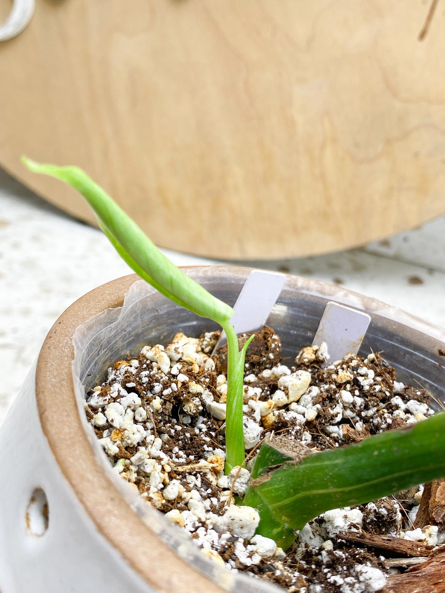 Monstera Thai Constellation Variegated 2 Leaves  2 Nodes  Slightly Rooted