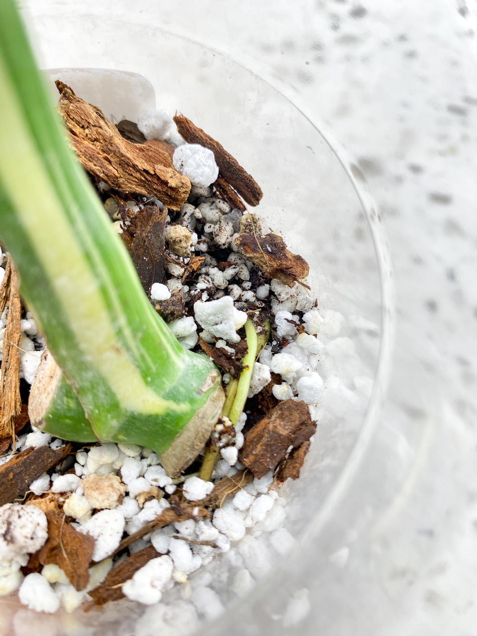 Monstera Thai Constellation Variegated 1 Leaf 1 Node  Slightly Rooted