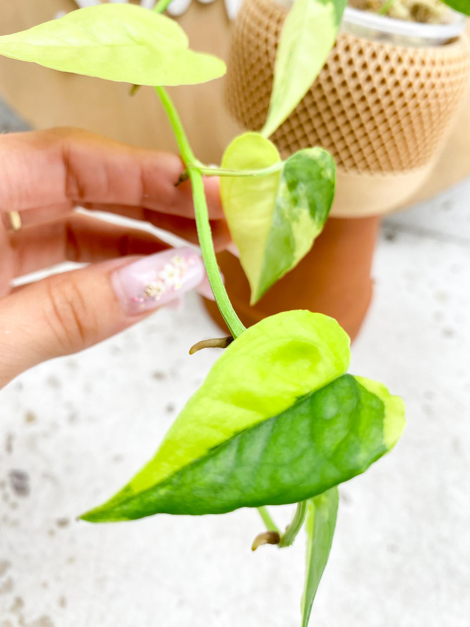 Epipremnum Cebu Blue Aurea Variegated Multiple Leaves Multiple Nodes  Slightly Rooted