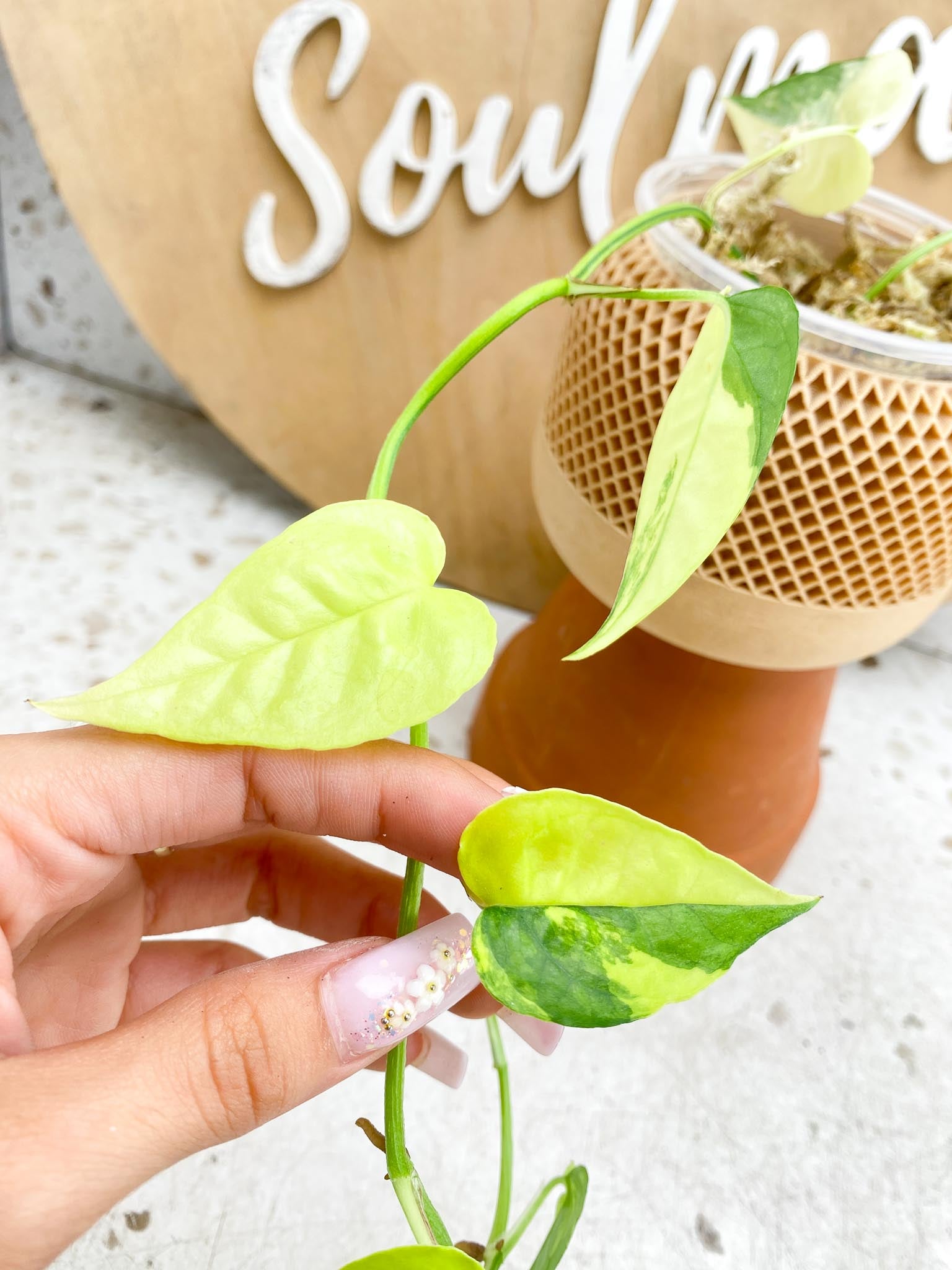 Epipremnum Cebu Blue Aurea Variegated Multiple Leaves Multiple Nodes  Slightly Rooted