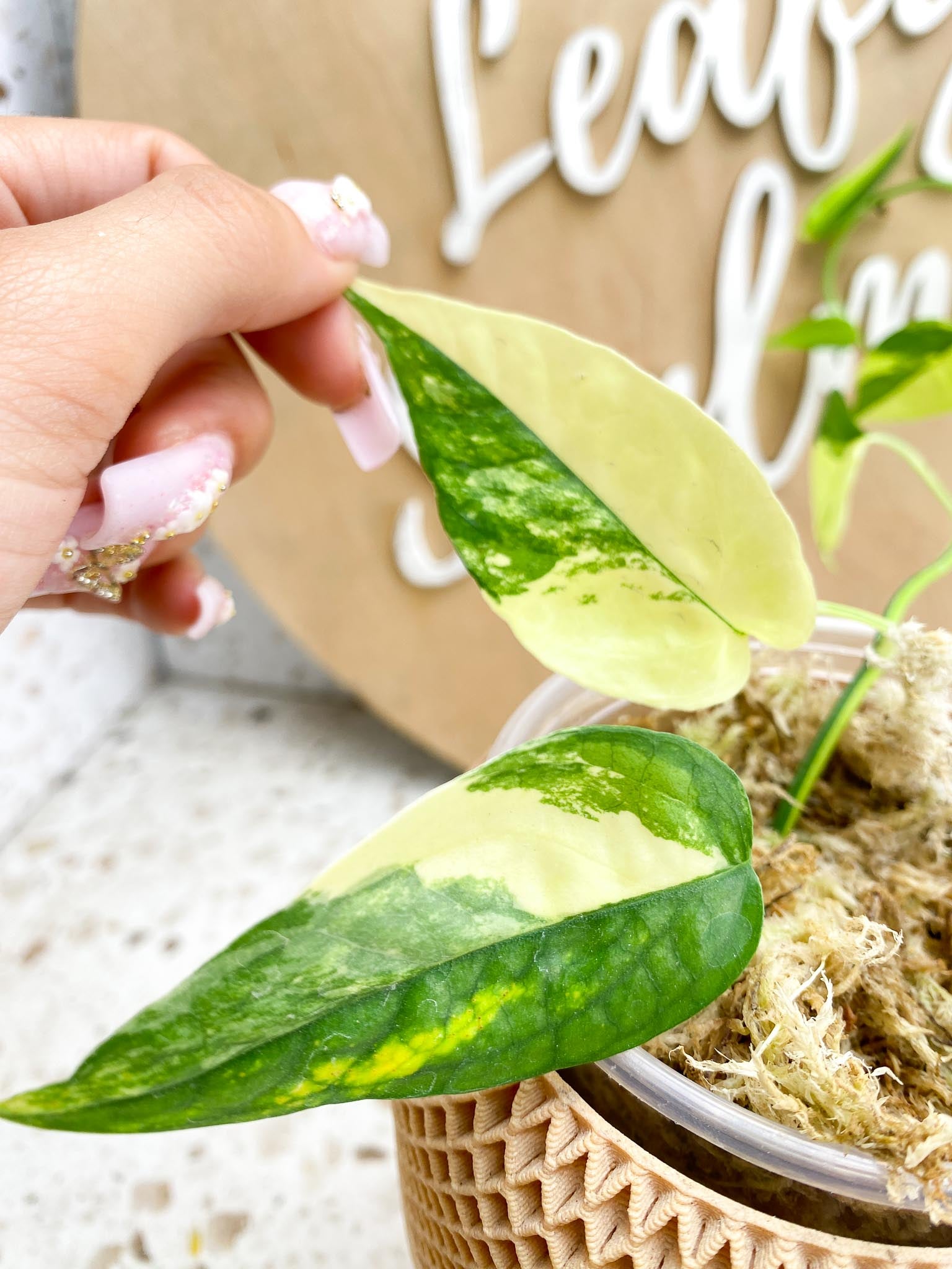 Epipremnum Cebu Blue Aurea Variegated Multiple Leaves Multiple Nodes  Slightly Rooted