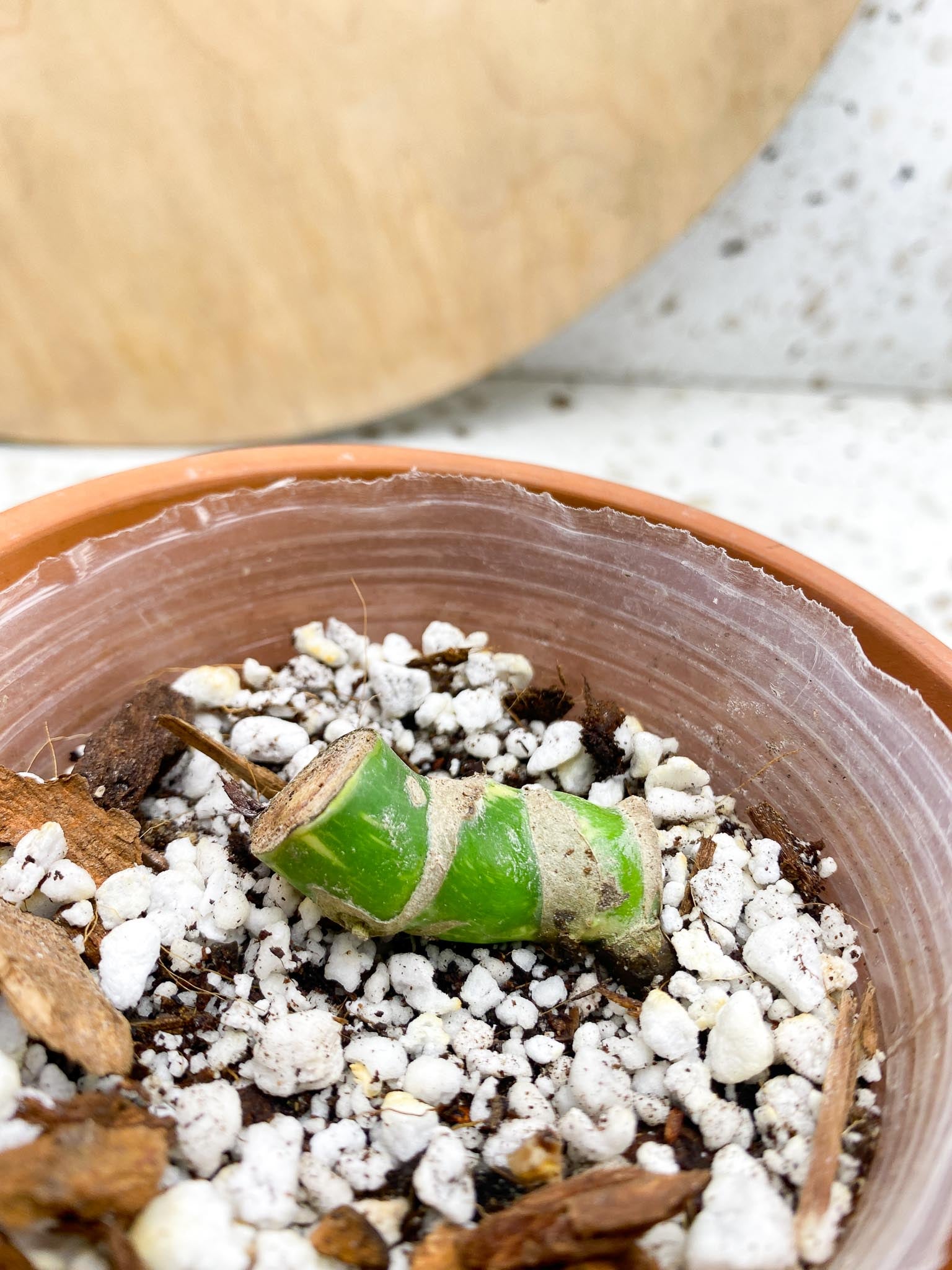 Monstera Thai Constellation 2 Nodes  1 Growing Bud Slightly Rooted