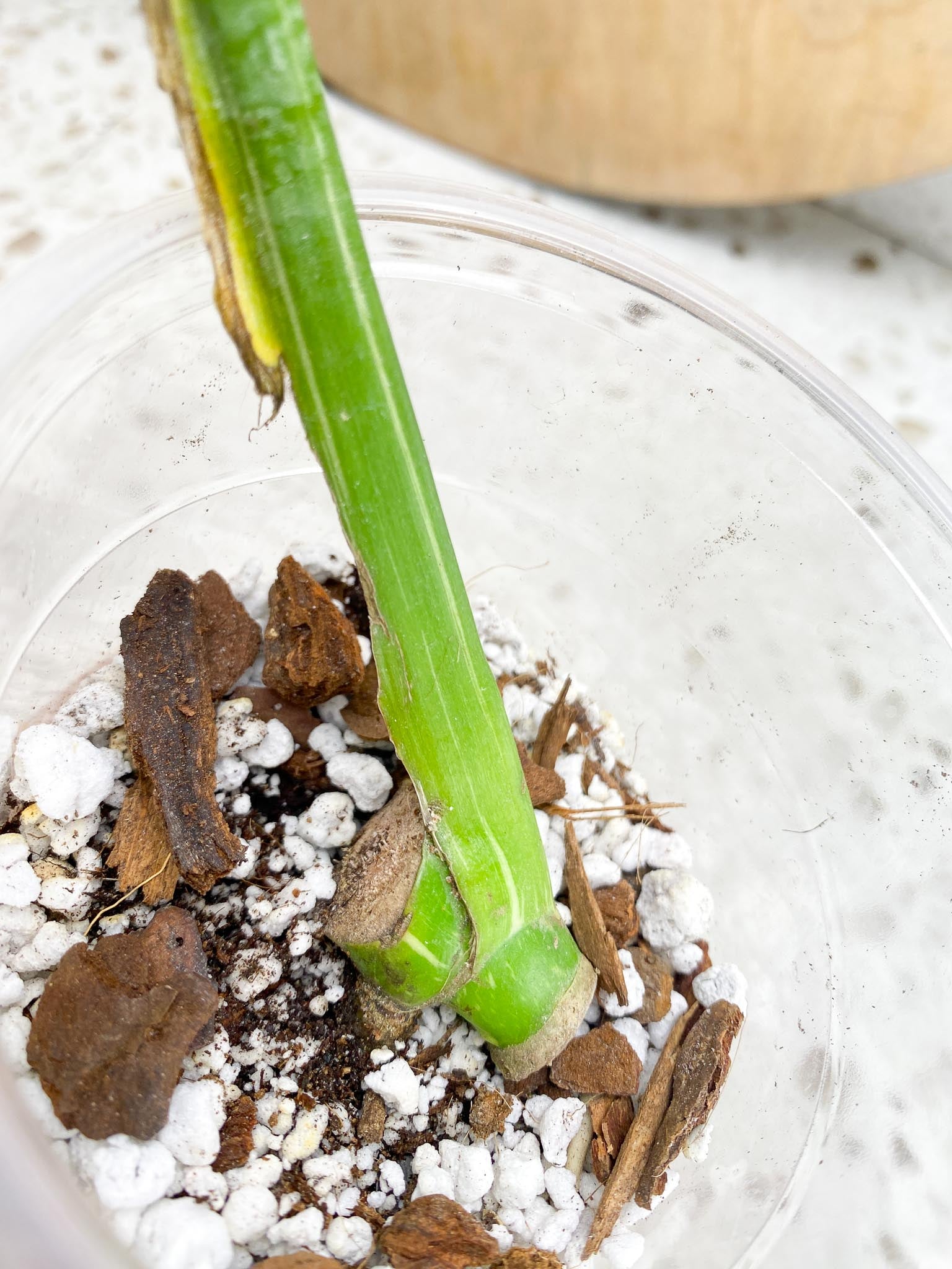 Monstera Thai Constellation Variegated 1 Leaf 1 Node  Slightly Rooted