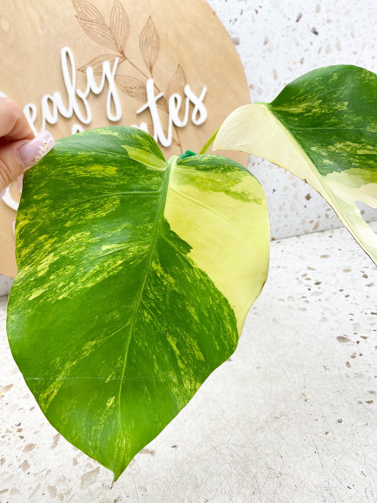 Monstera Aurea Tricolor Variegated  2 leaves Highly Variegated Top Cutting